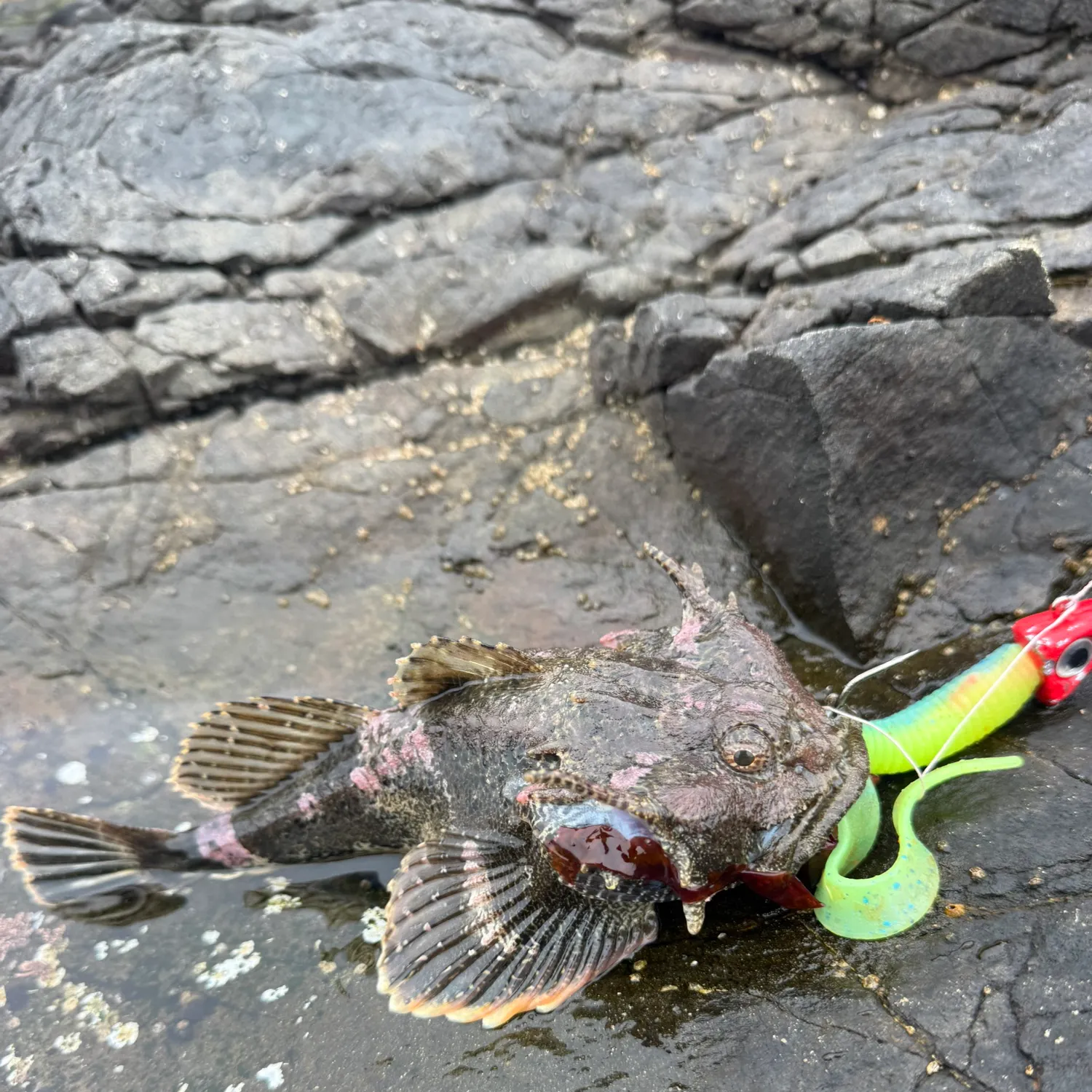 The most recent Buffalo sculpin catches on Fishbrain