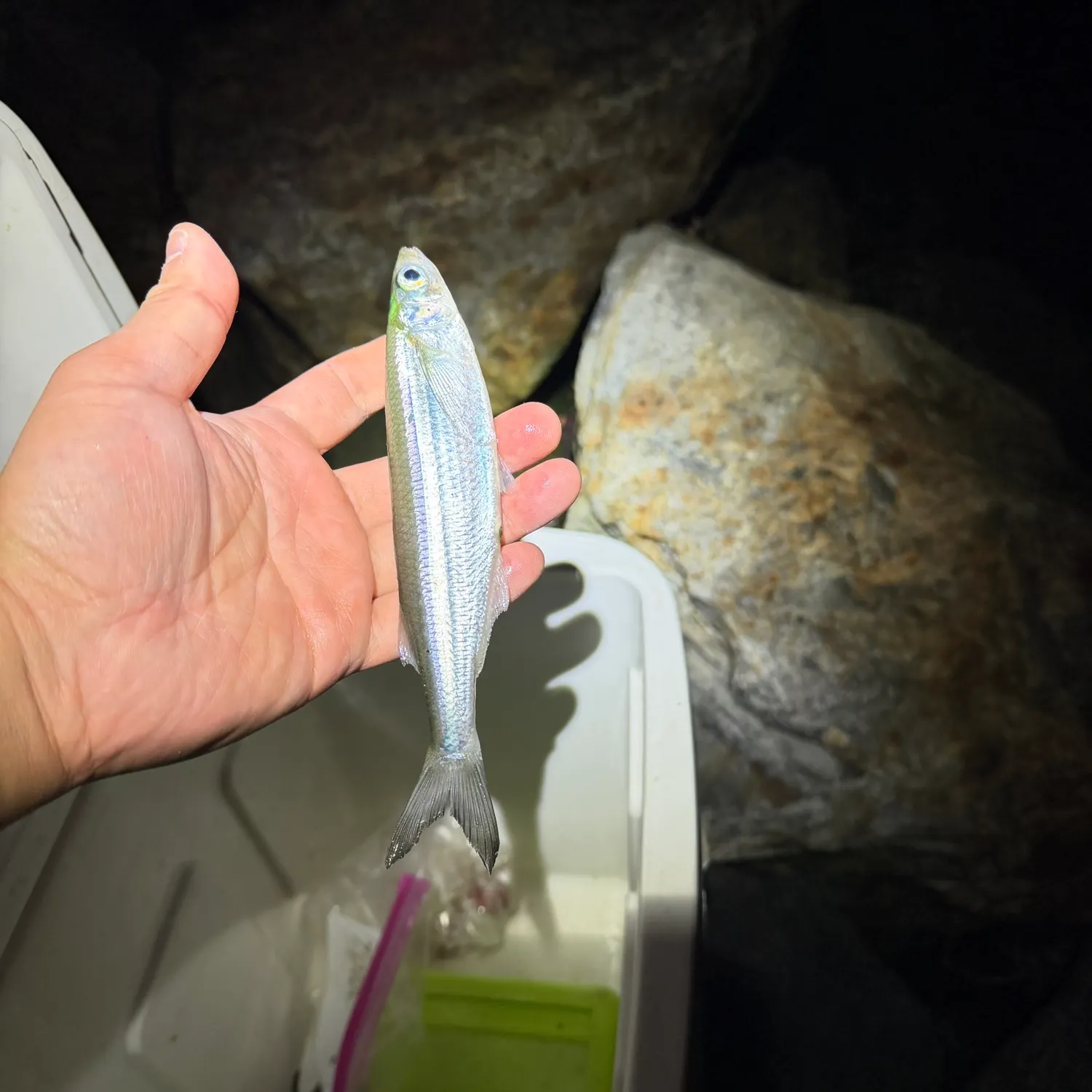 Topsmelt silverside caught on Fishbrain