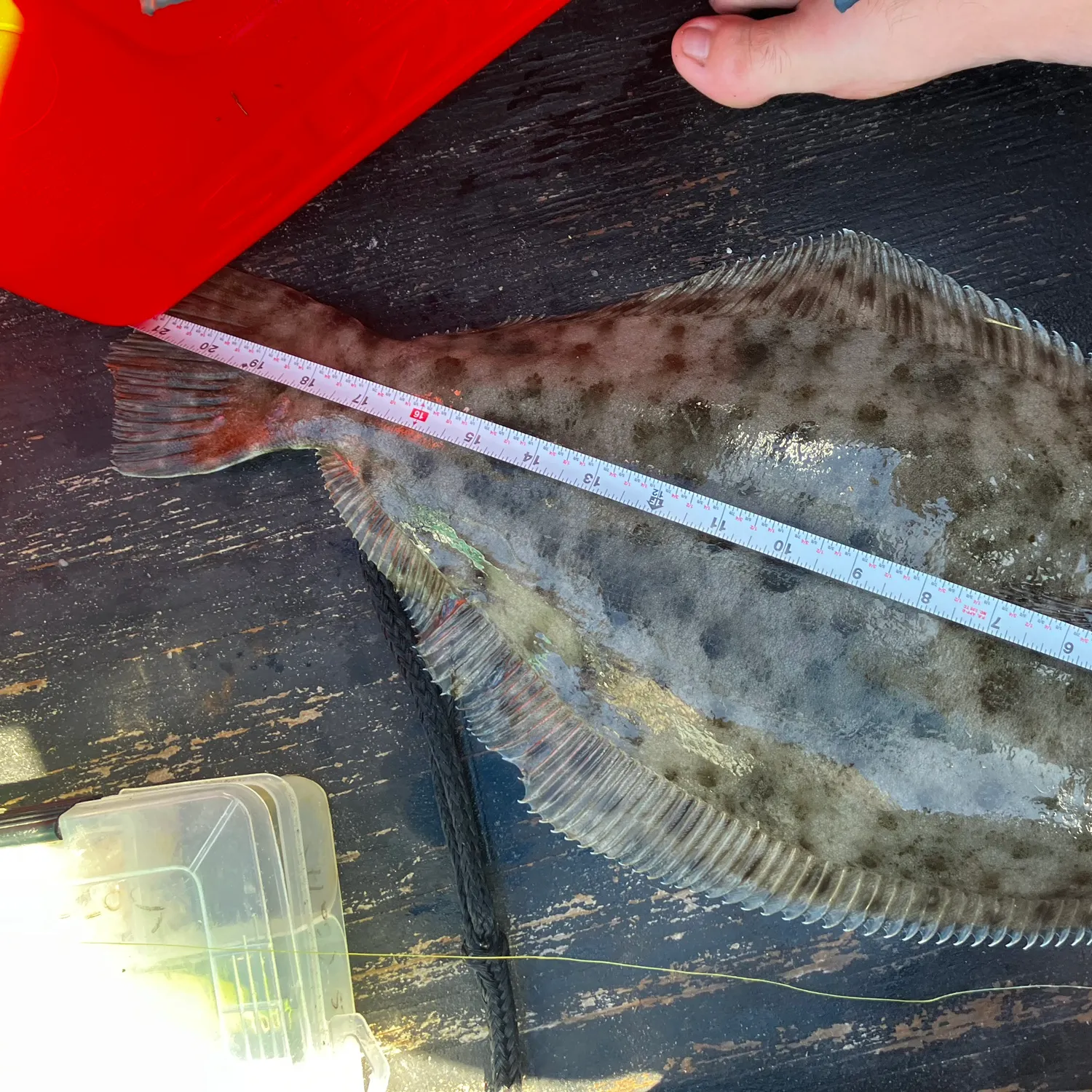 Summer flounder caught on Fishbrain