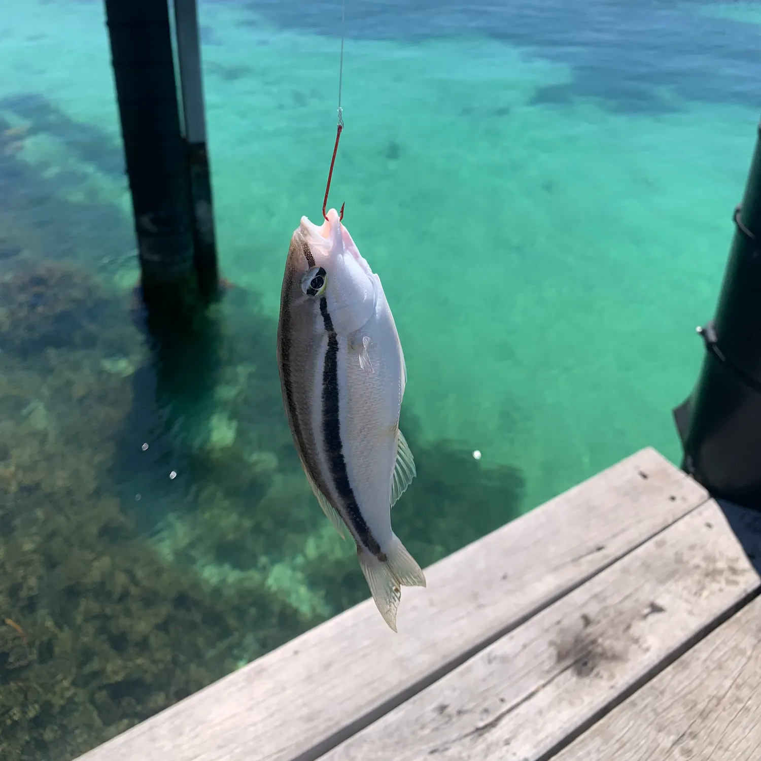 The most recent Striped whiptail catches on Fishbrain