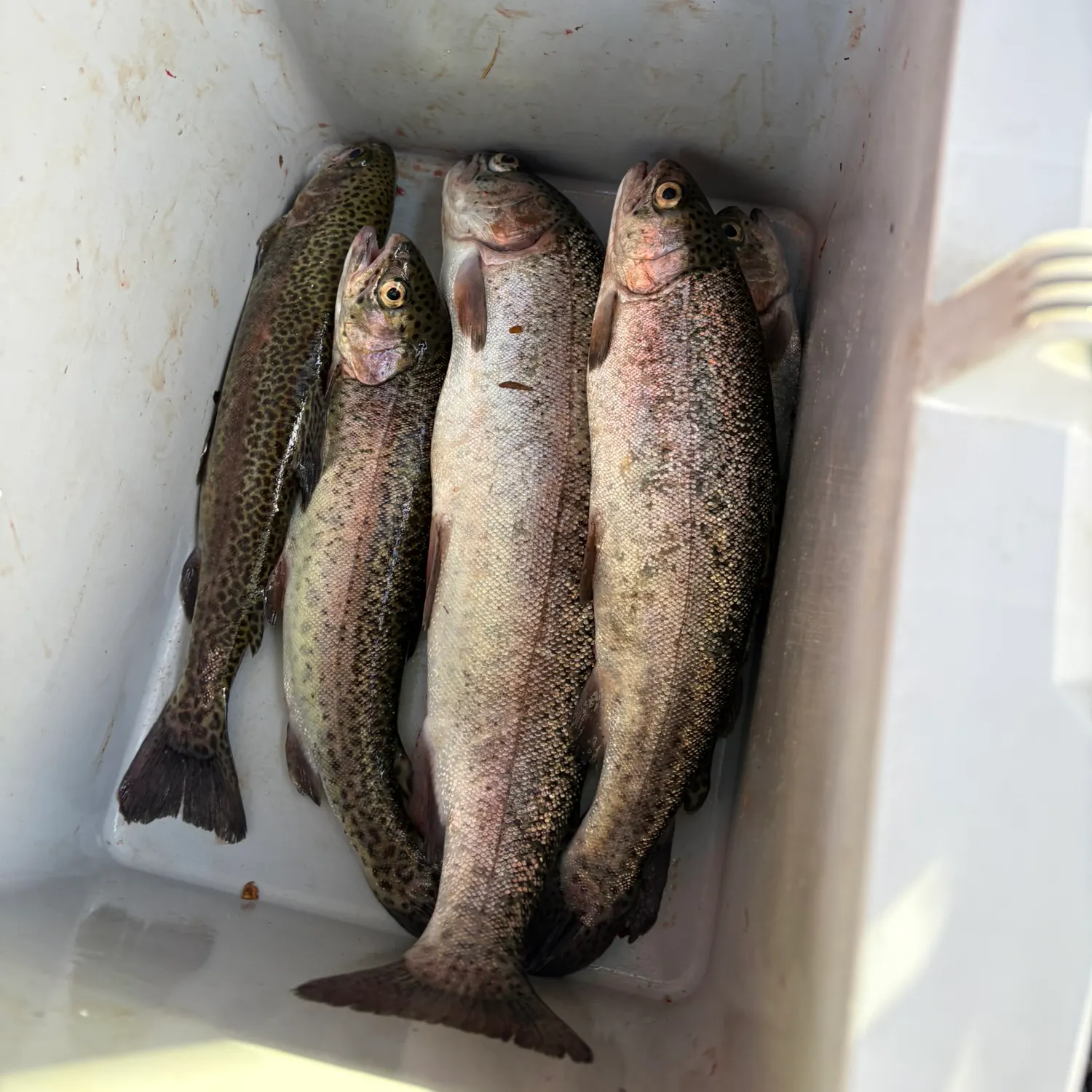 recently logged catches