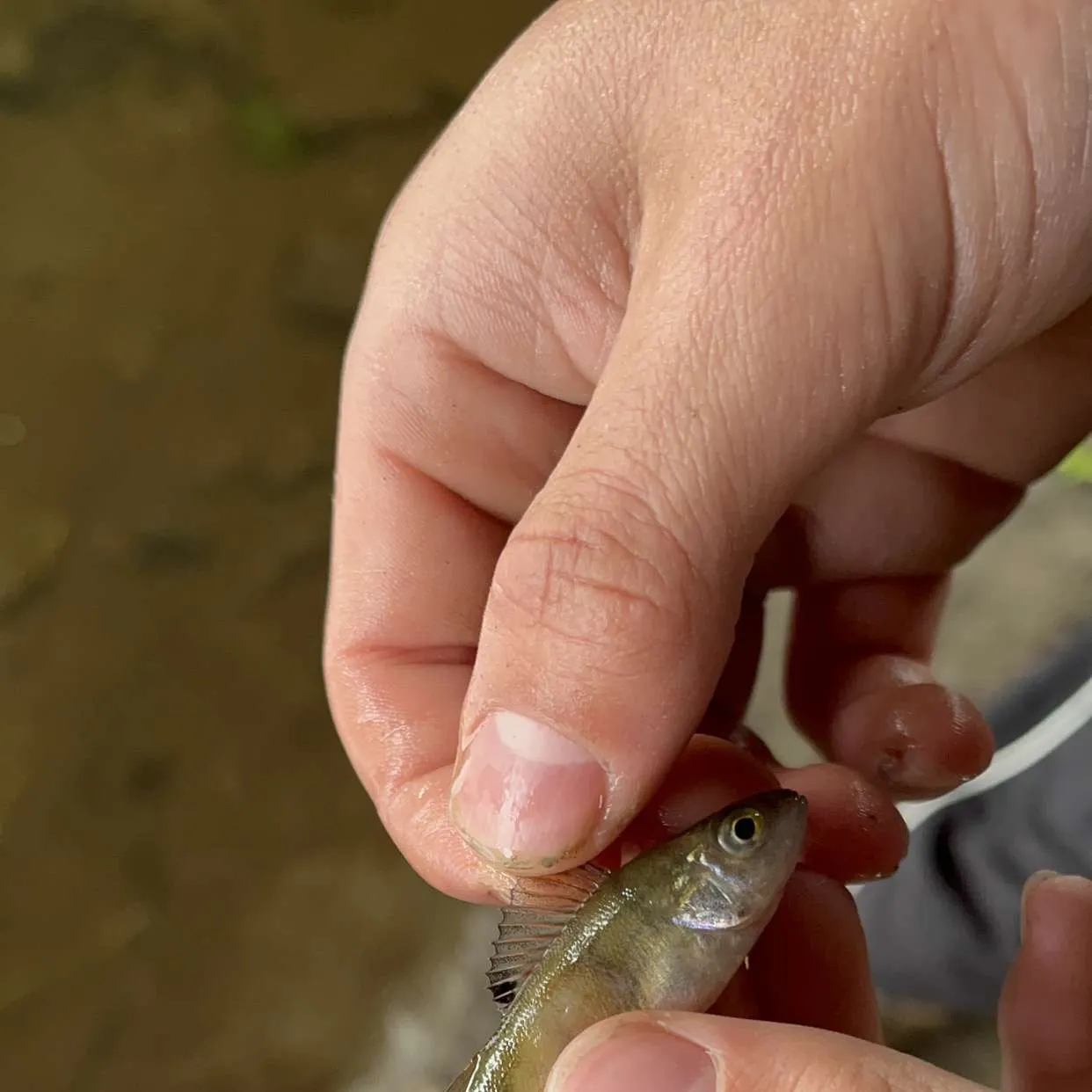 The most recent European perch catches on Fishbrain