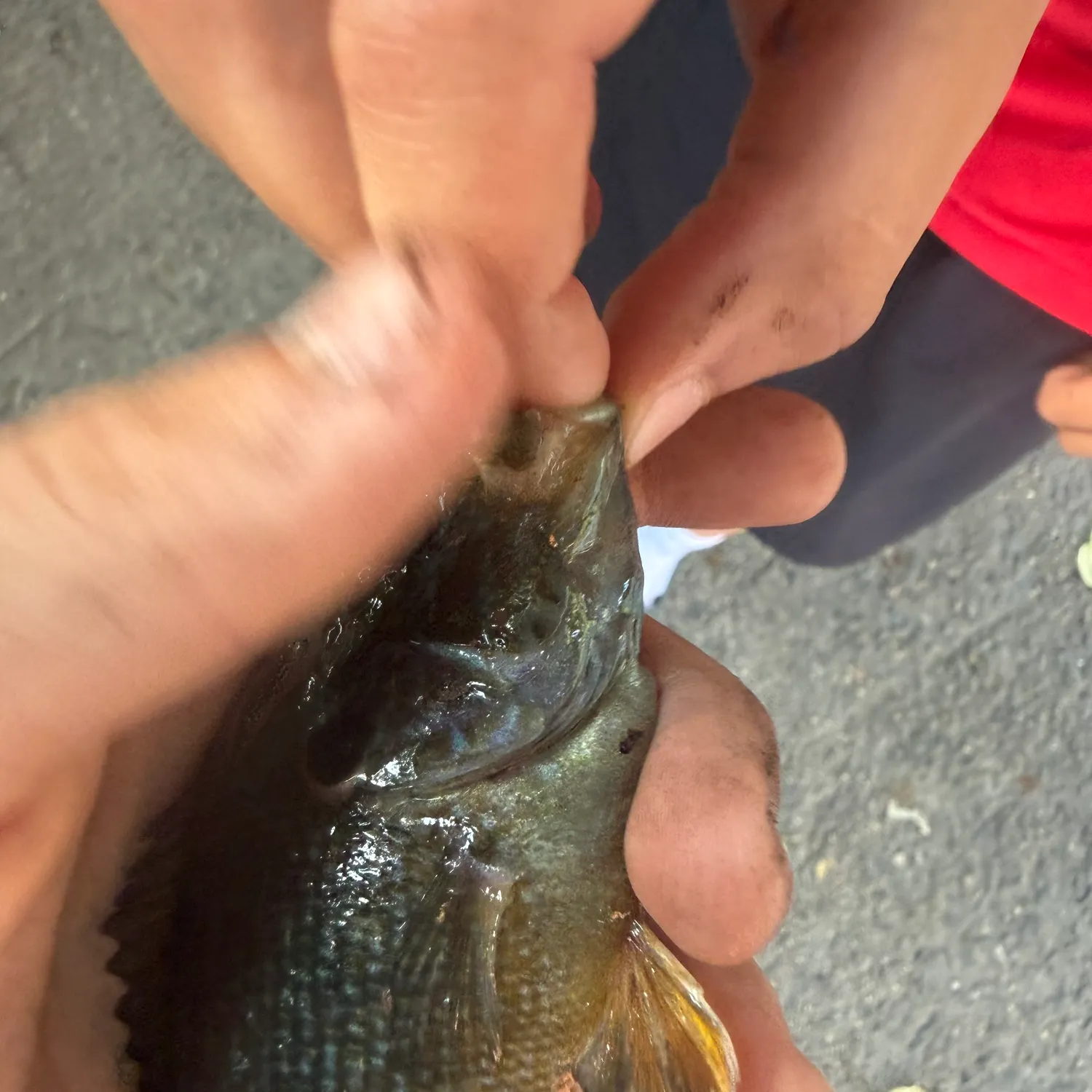 catch