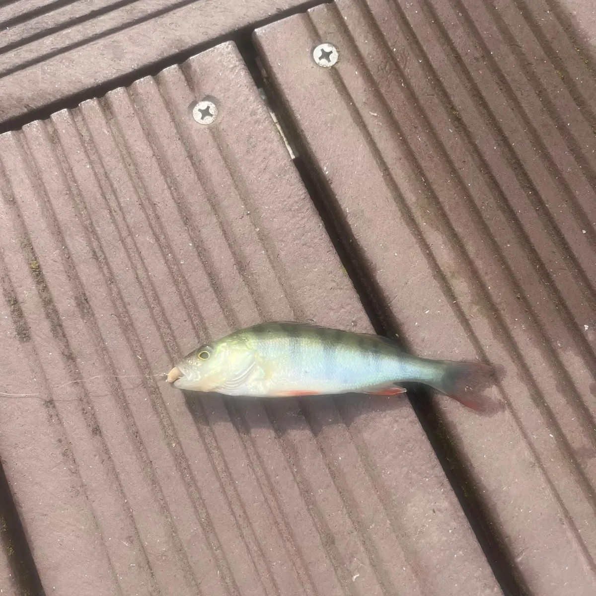 European perch caught on Fishbrain