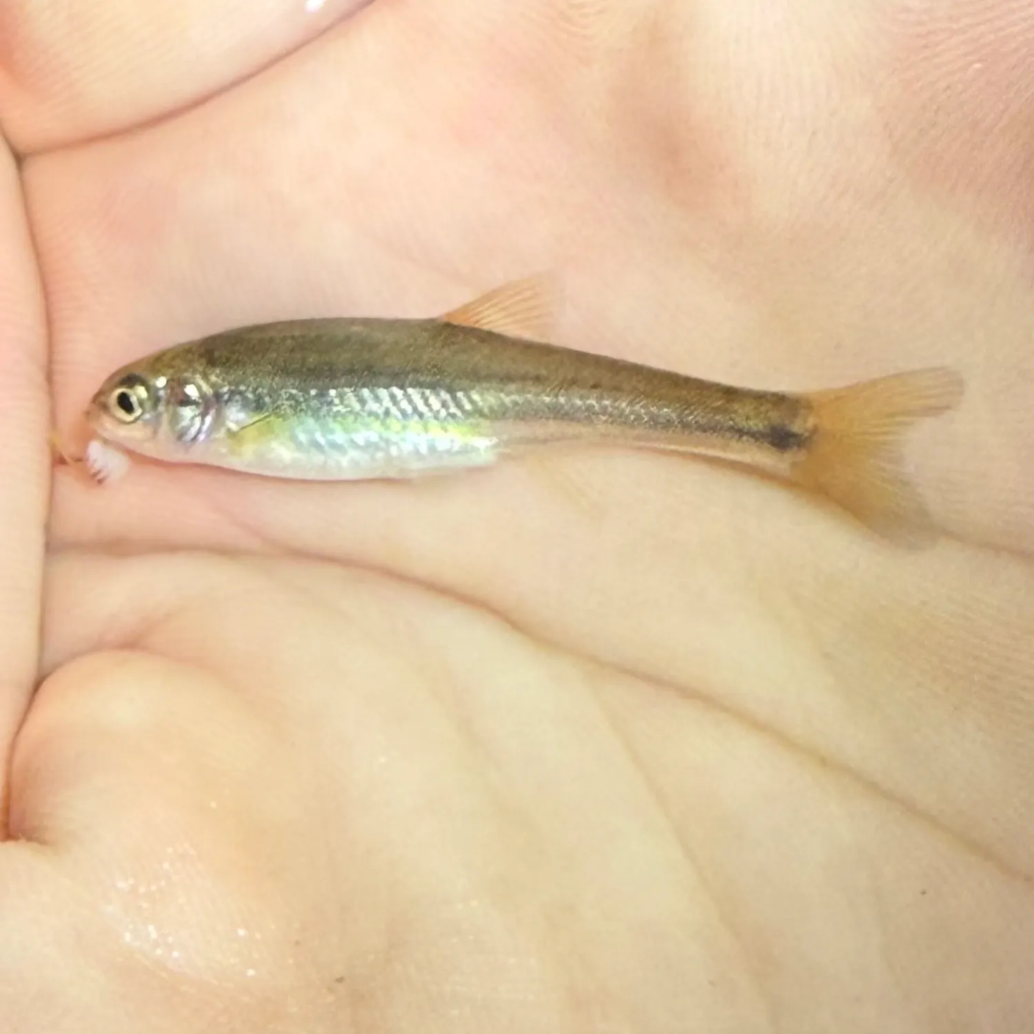 The most recent Southern redbelly dace catches on Fishbrain