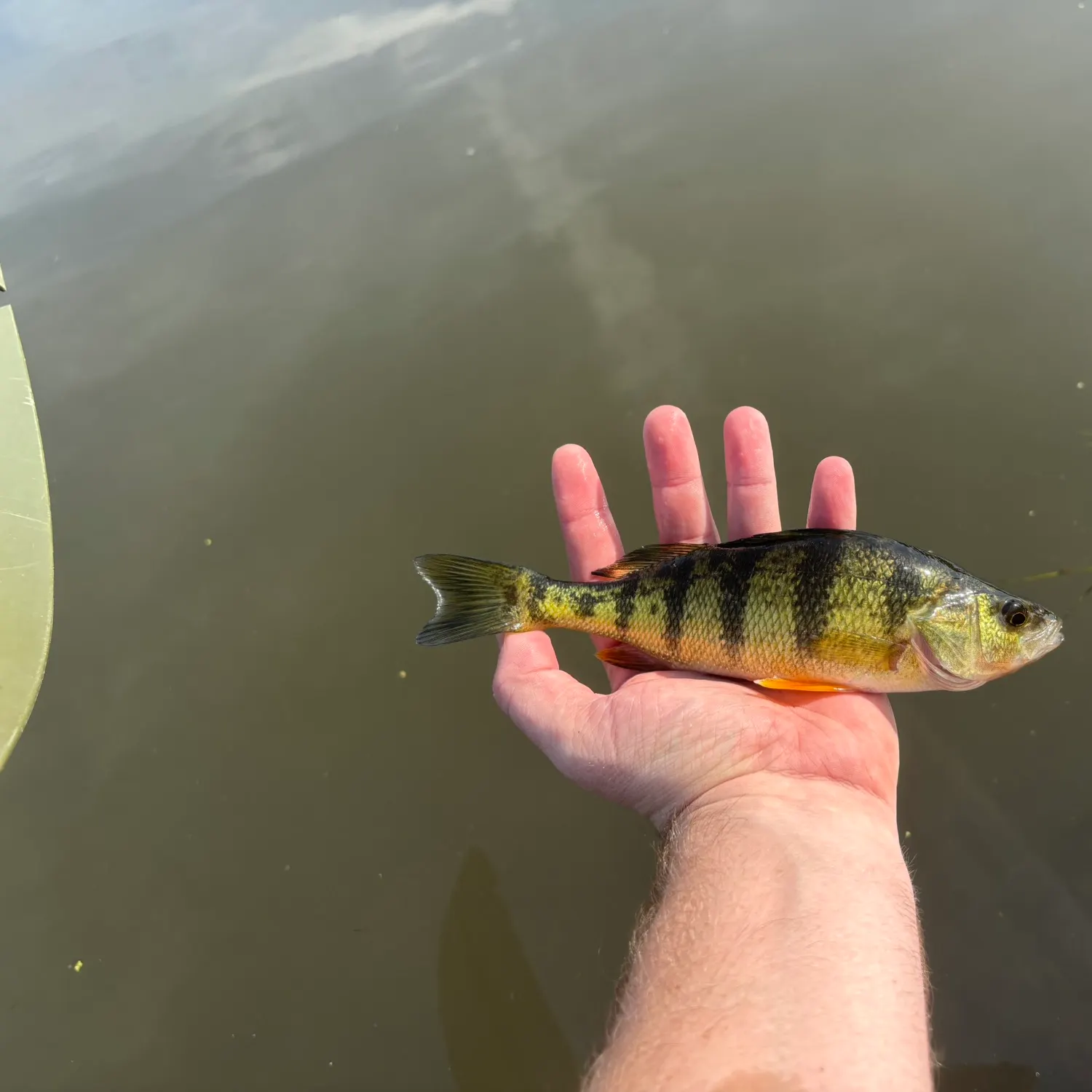 Yellow perch caught on Fishbrain
