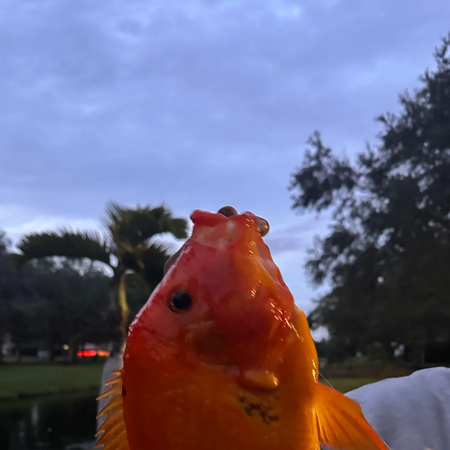 The most recent Midas cichlid catches on Fishbrain