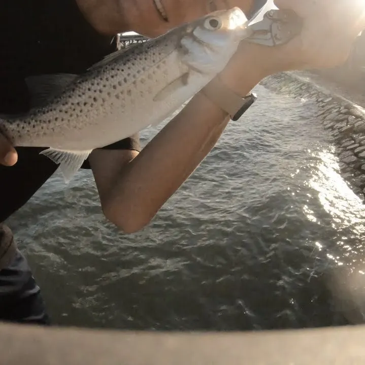 The most recent Spotted seabass catches on Fishbrain
