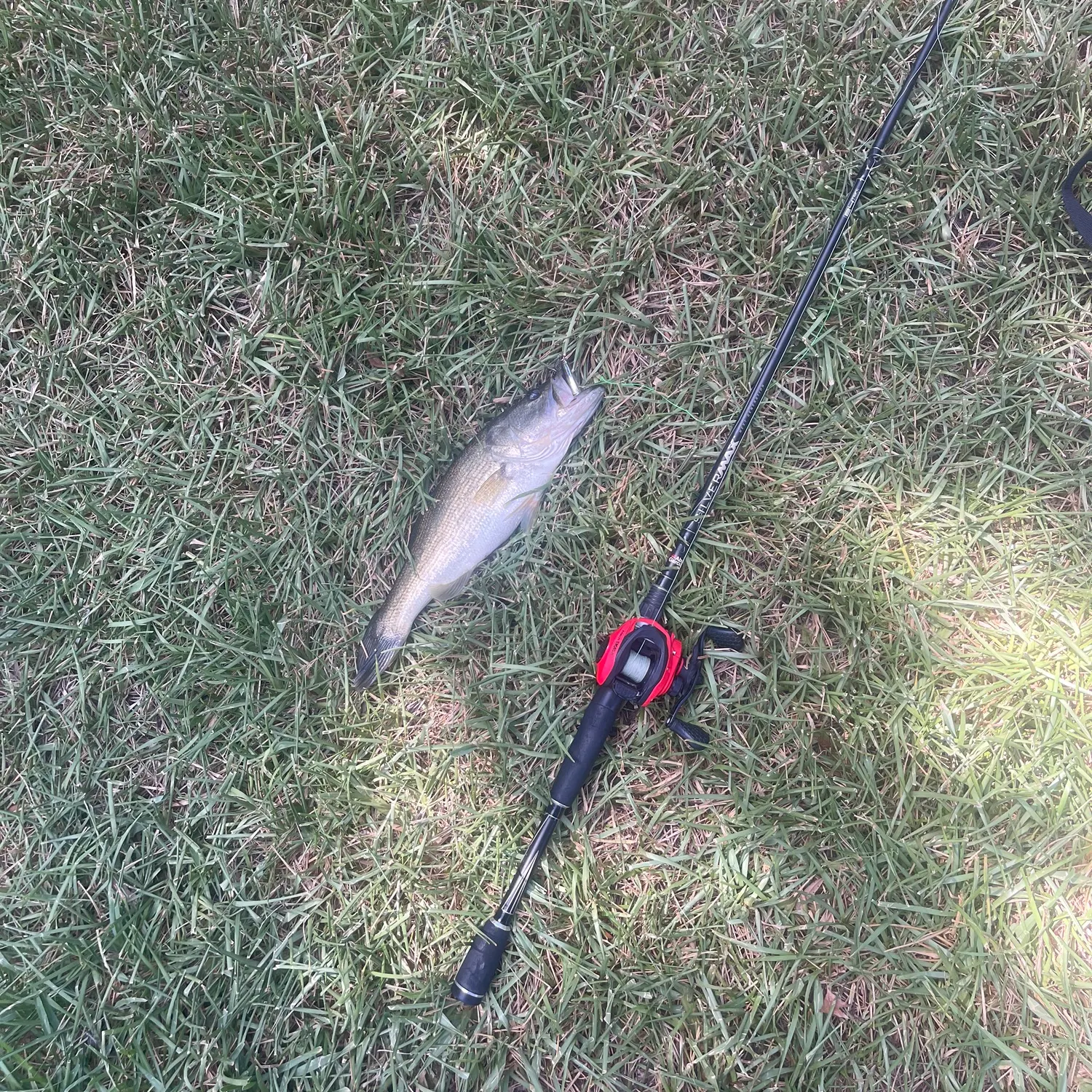 Largemouth bass caught on Fishbrain