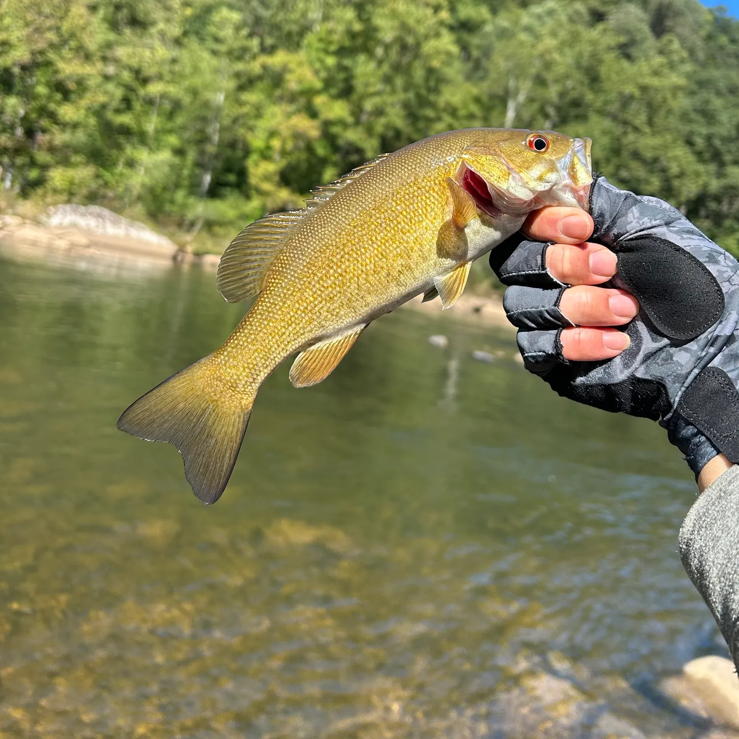 Smallmouth bass caught on Fishbrain