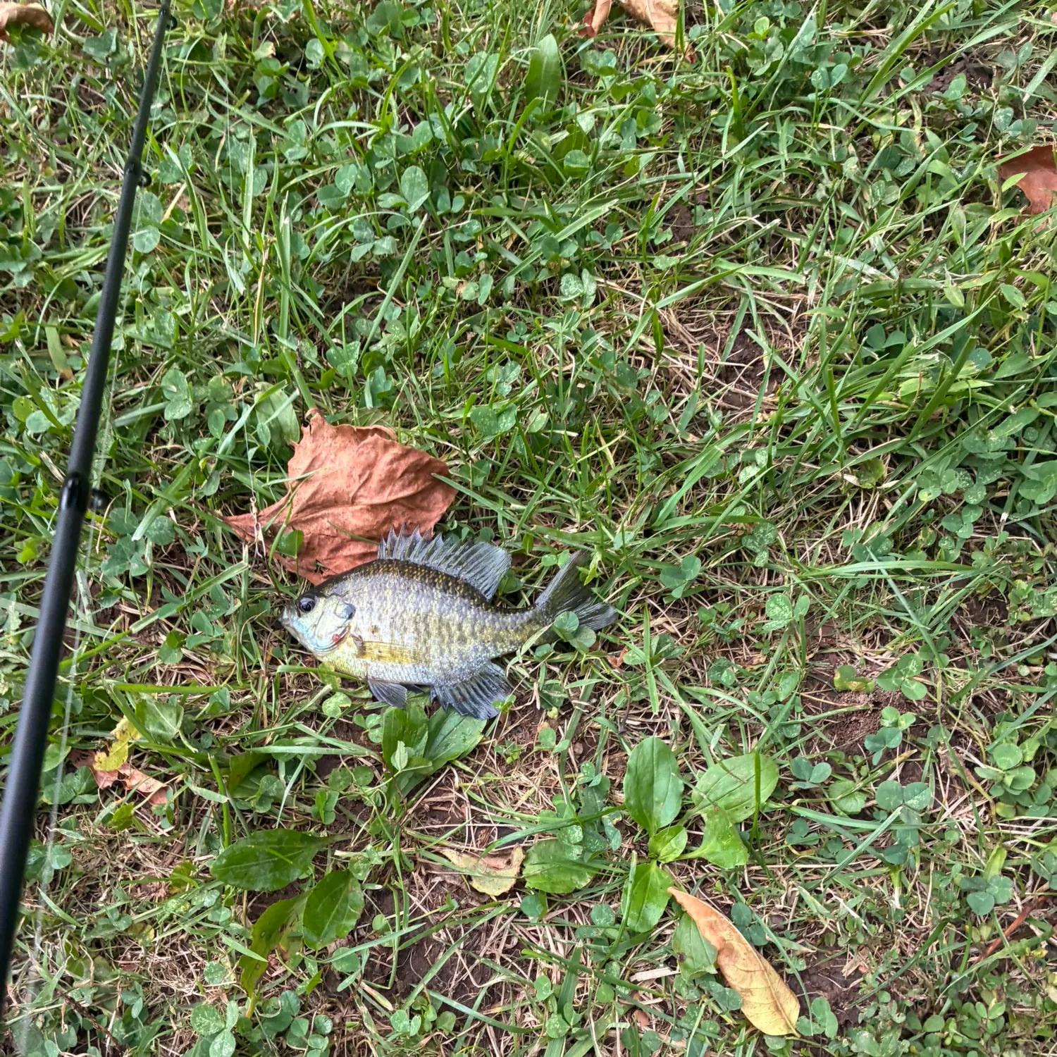 Fish caught on Fishbrain