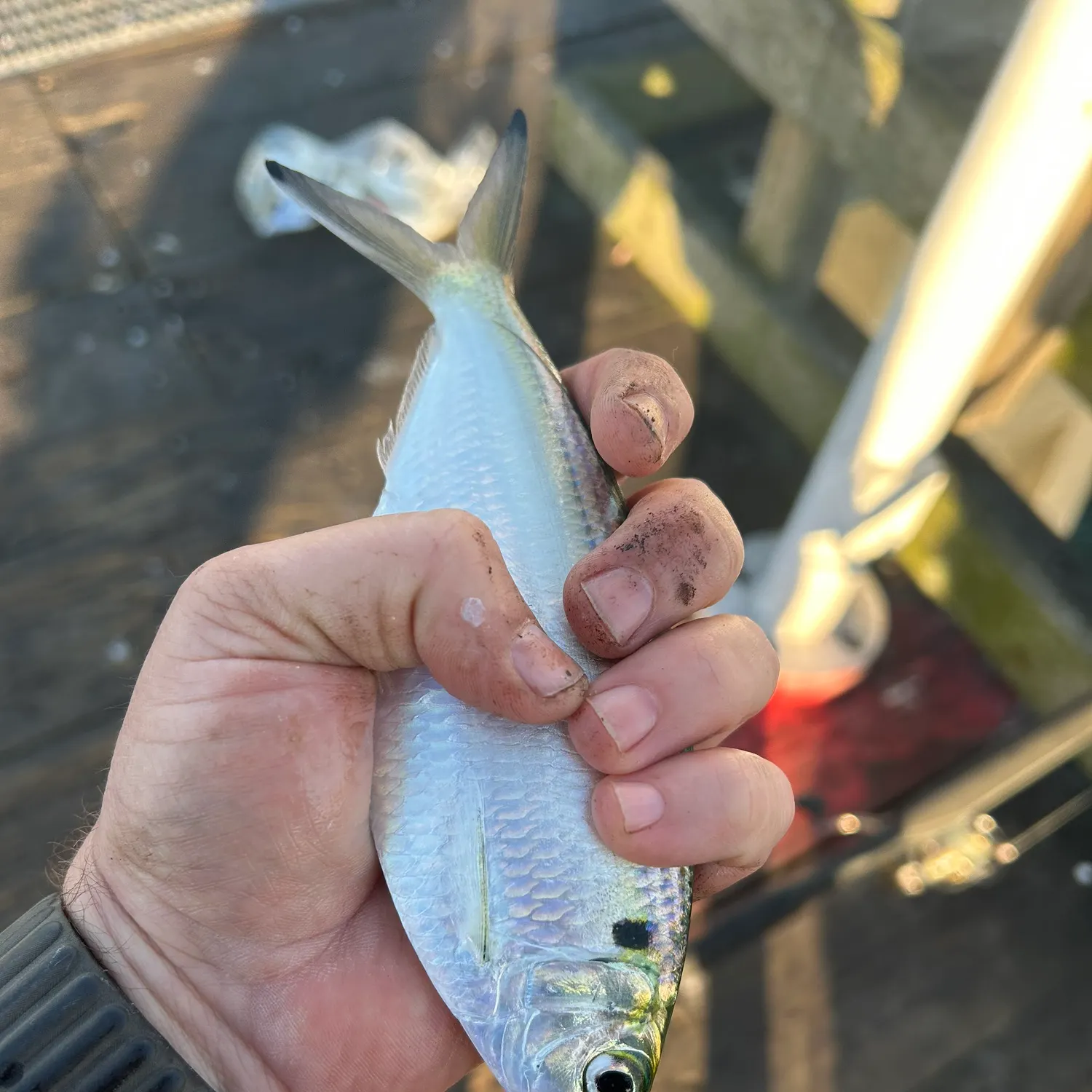 The most recent Atlantic thread herring catches on Fishbrain