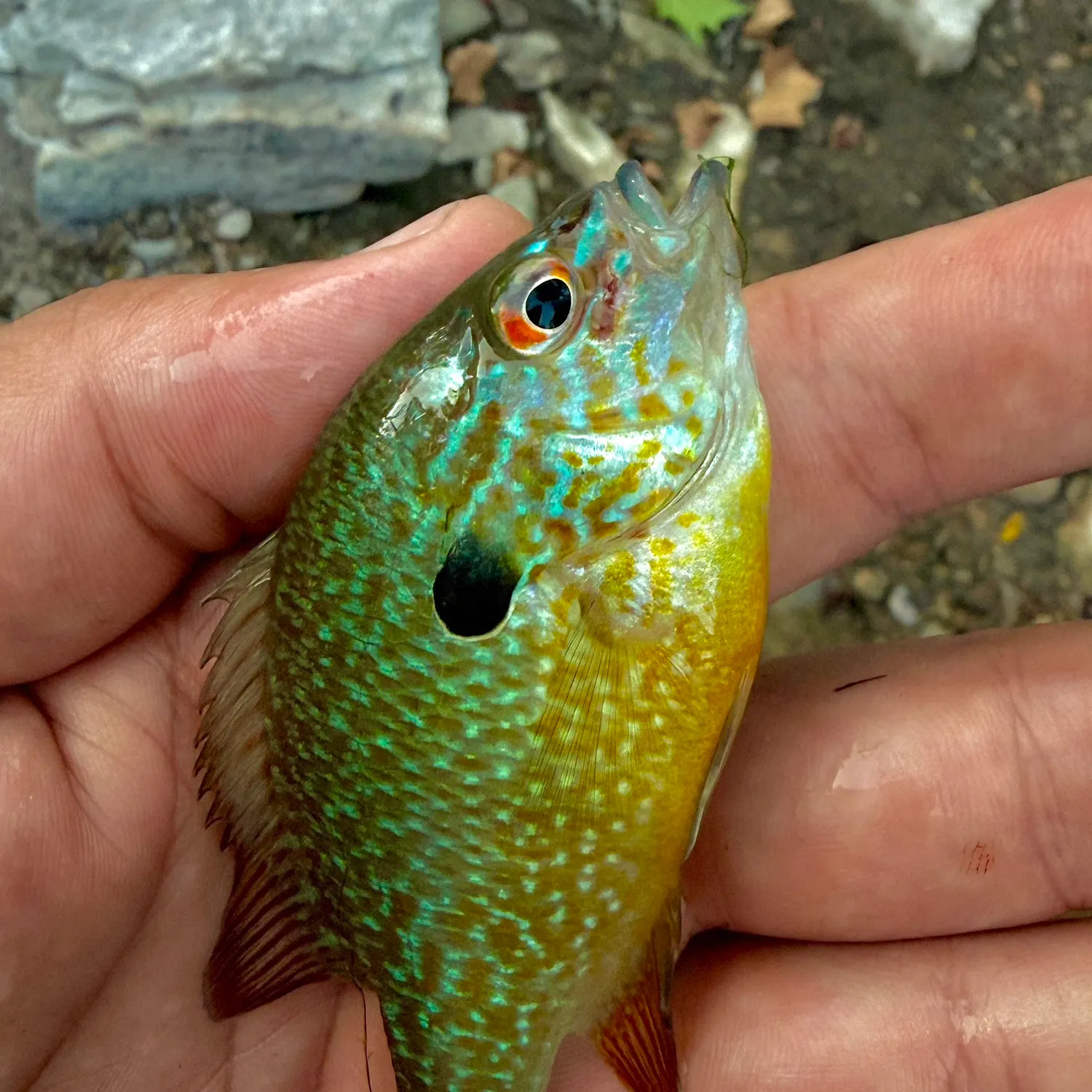 Longear sunfish caught on Fishbrain