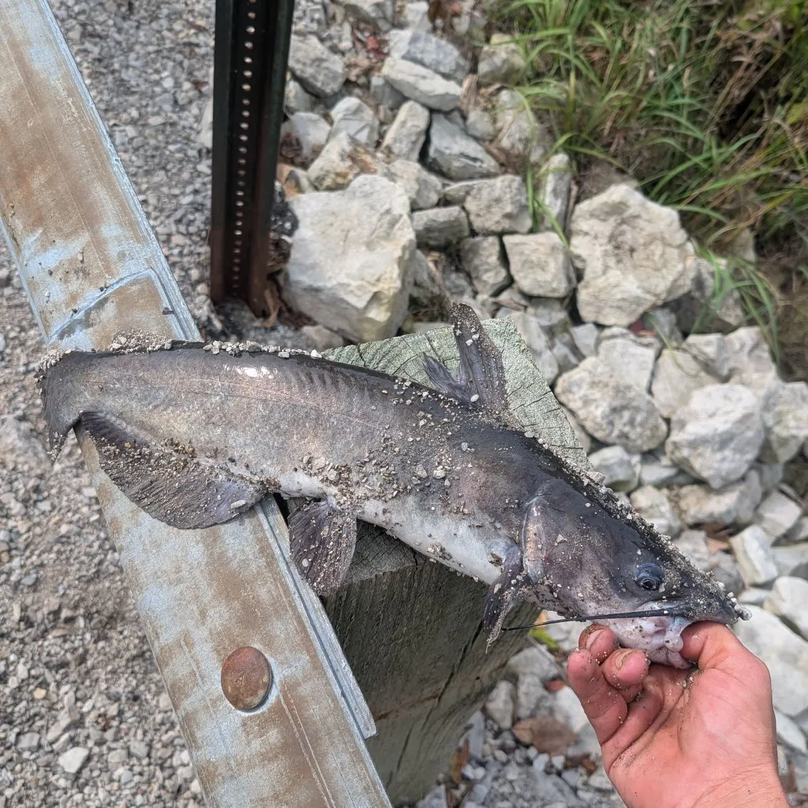 Channel catfish caught on Fishbrain