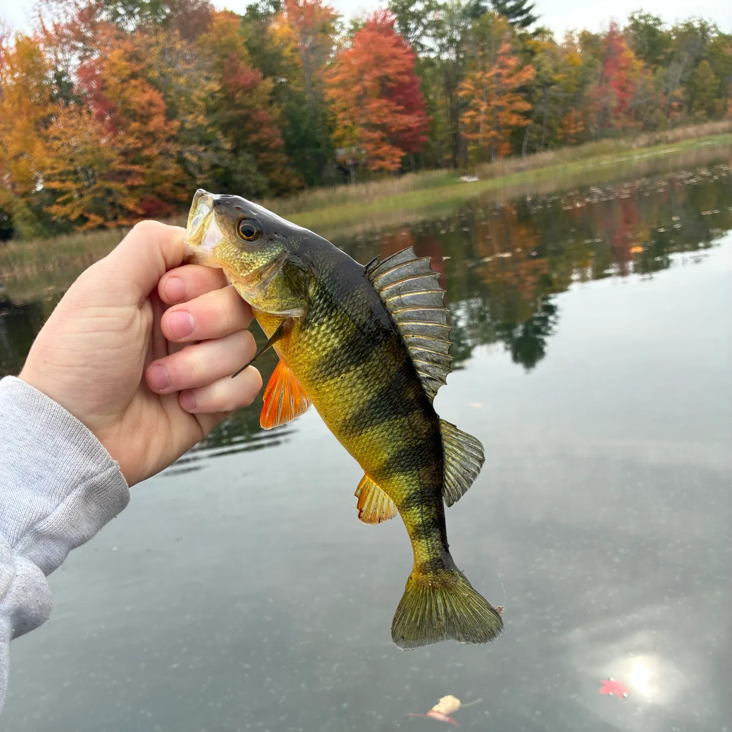 Yellow perch caught on Fishbrain