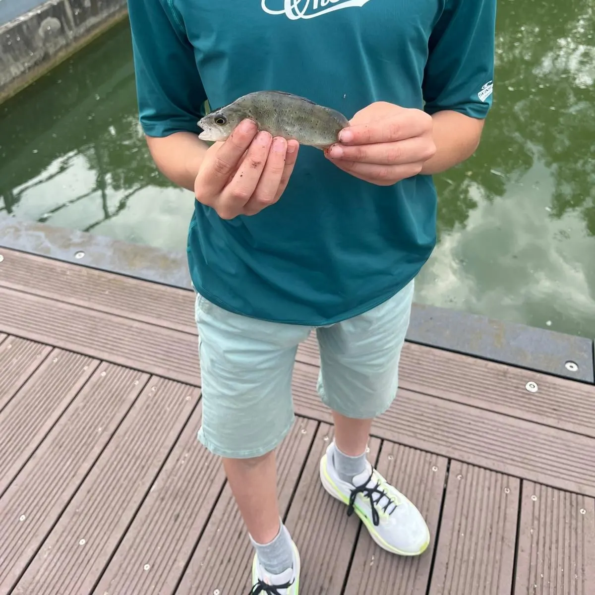 European perch caught on Fishbrain