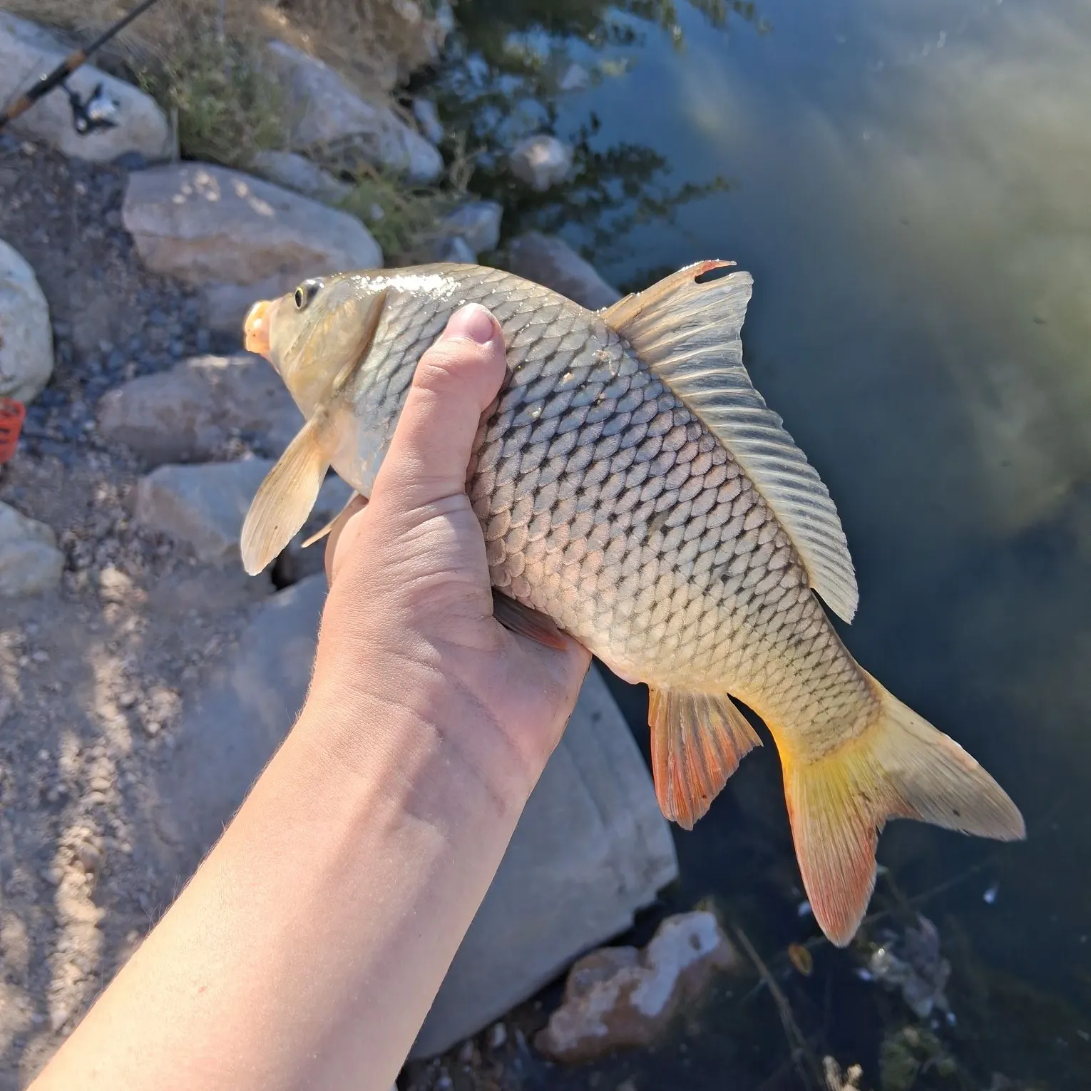 Common carp caught on Fishbrain