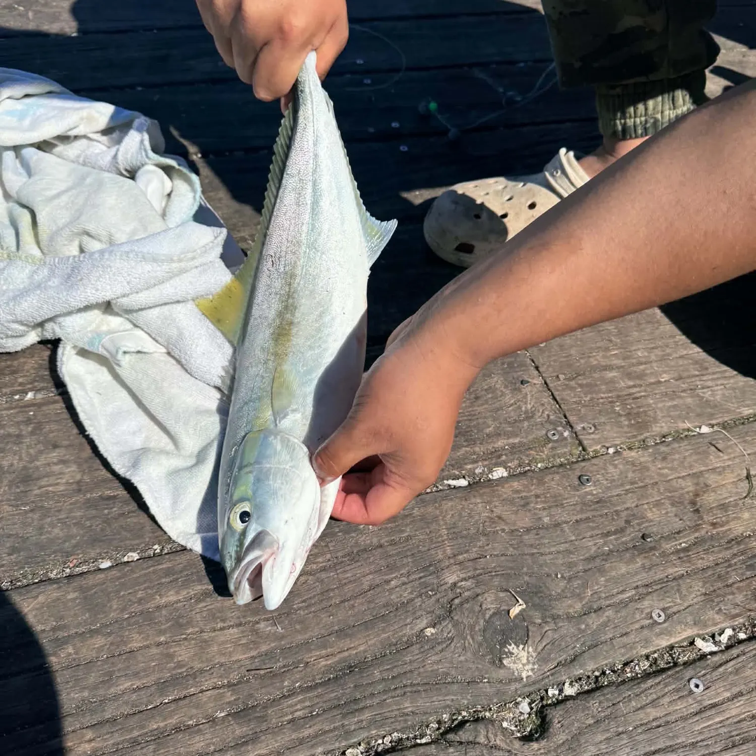 Southern yellowtail amberjack caught on Fishbrain