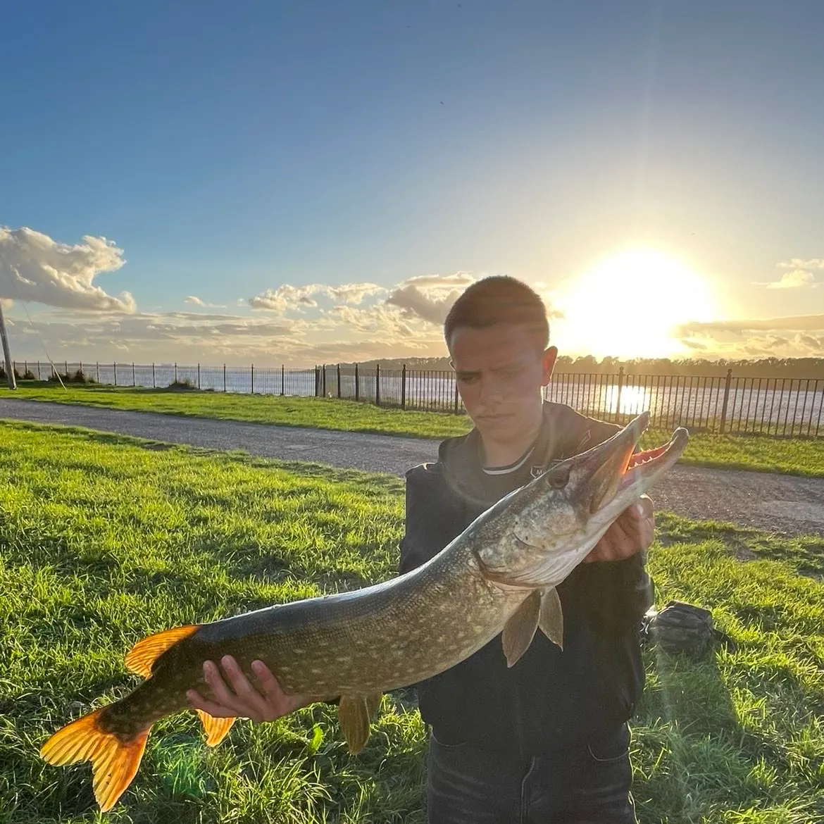 Northern pike caught on Fishbrain