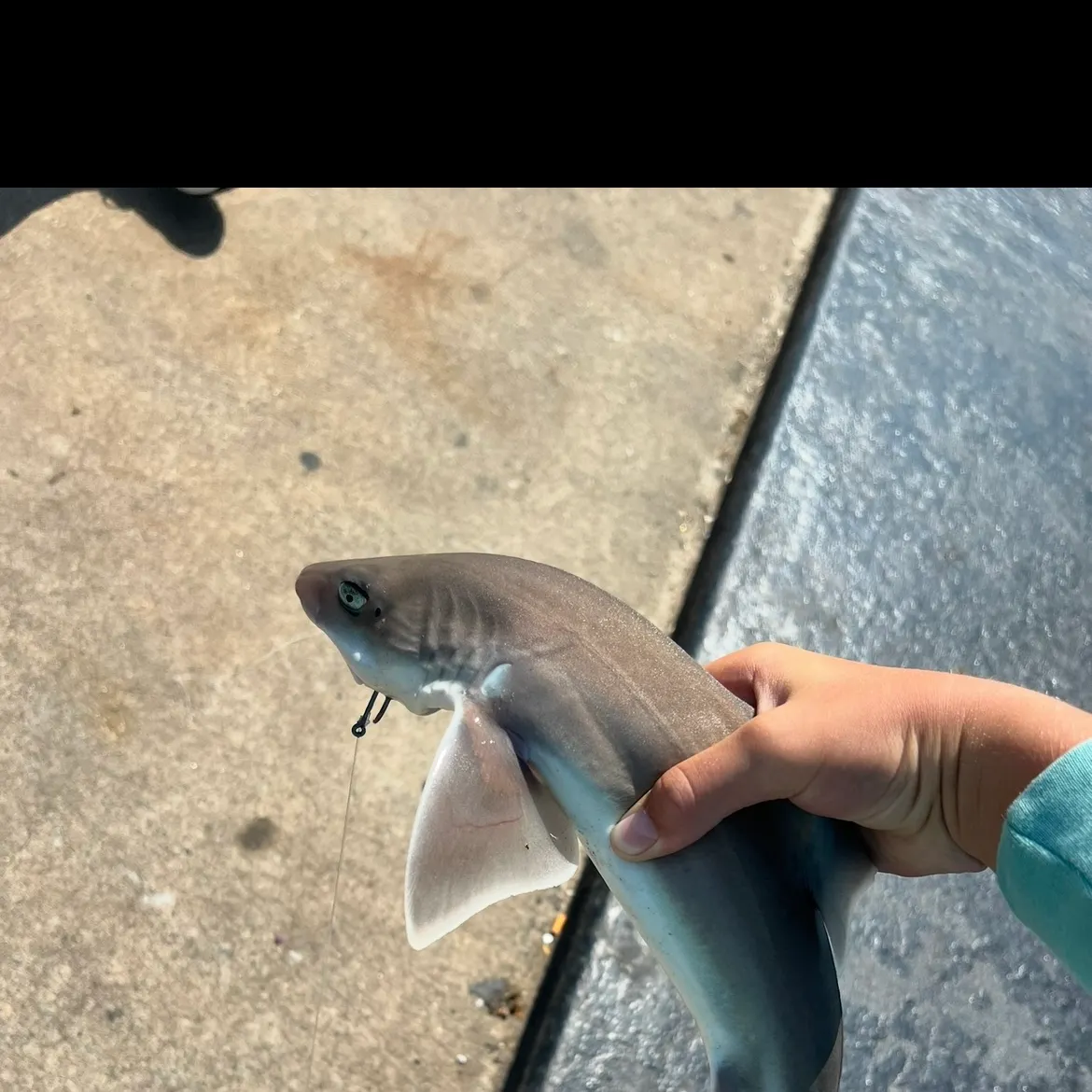 The most recent Piked dogfish catches on Fishbrain
