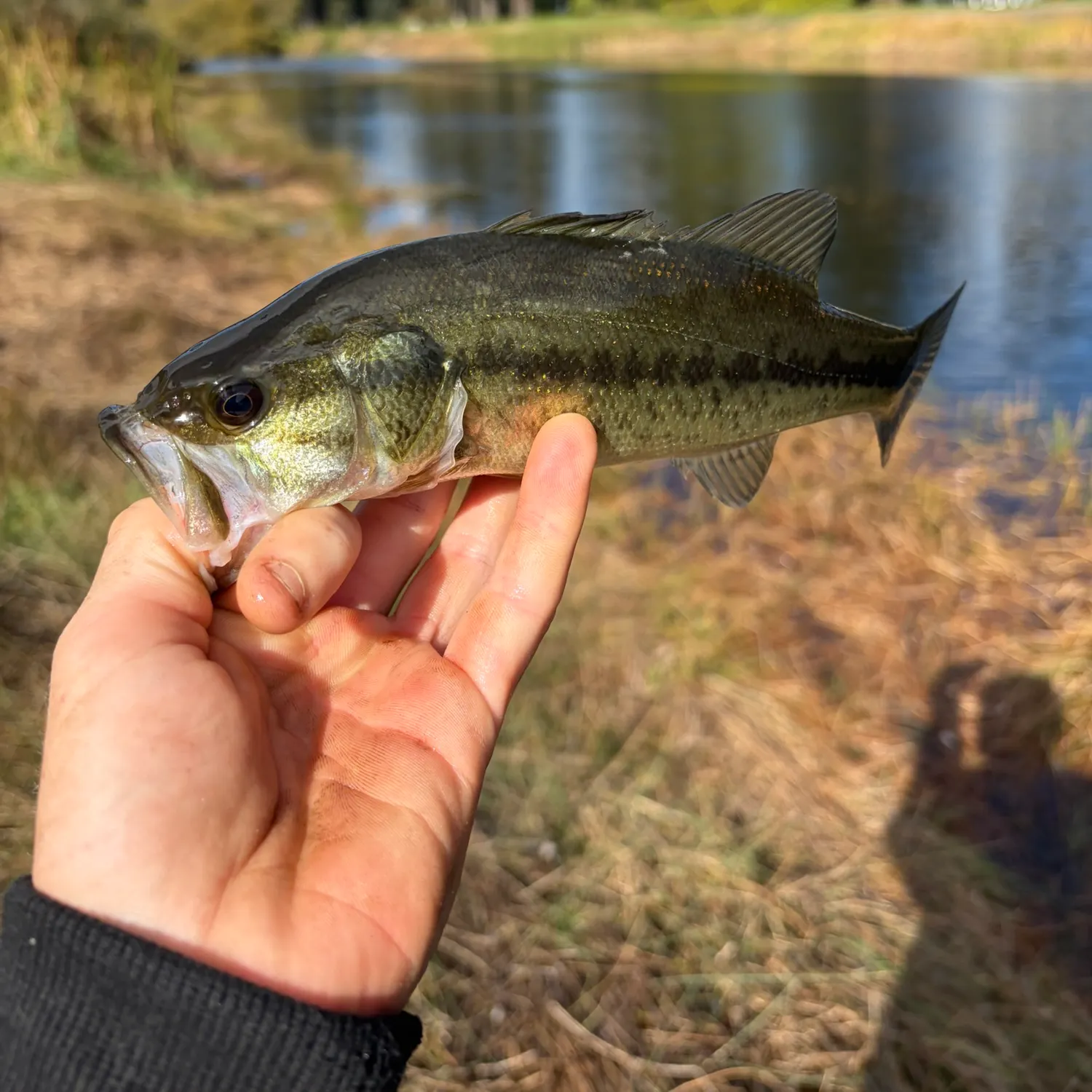 Smallmouth bass caught on Fishbrain