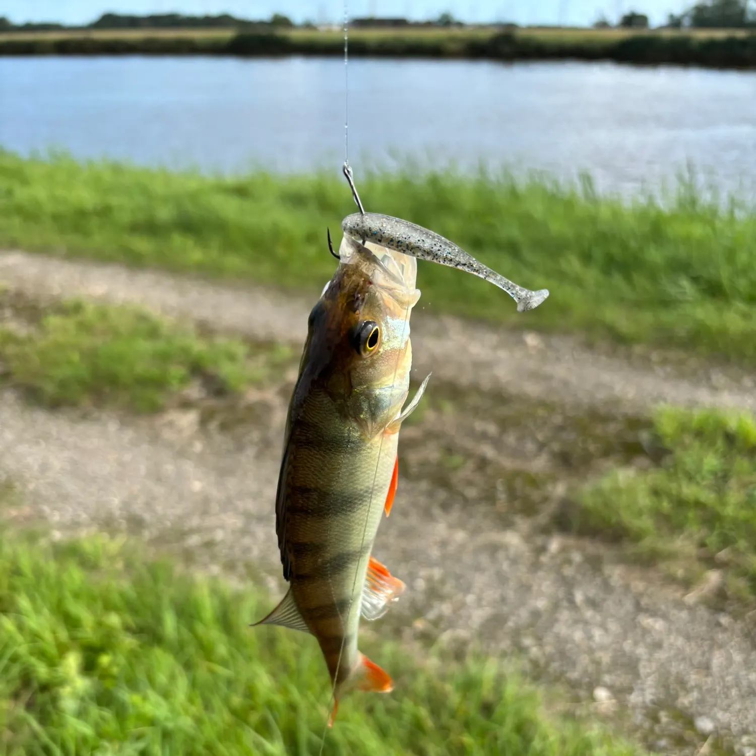 European perch caught on Fishbrain