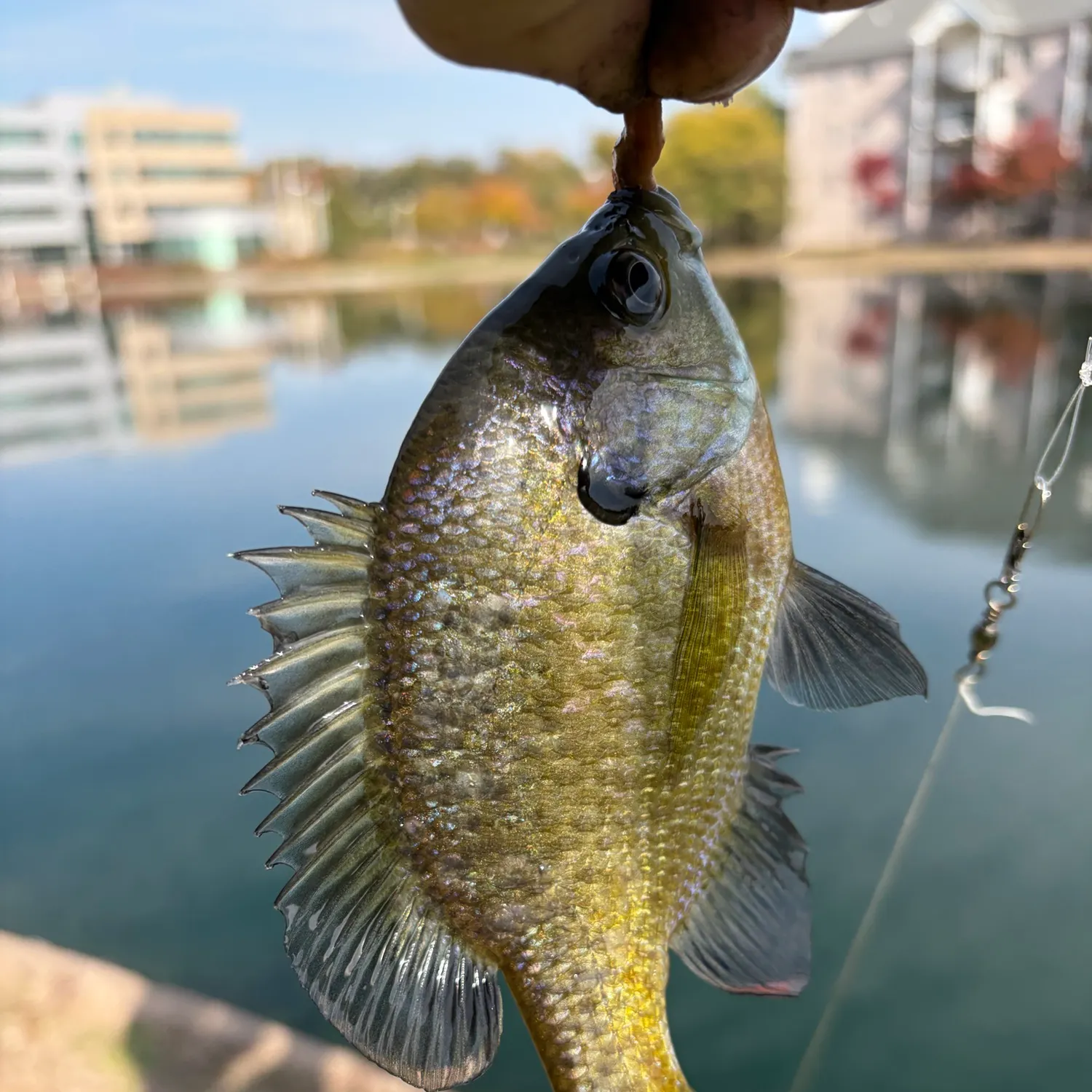 Bluegill caught on Fishbrain