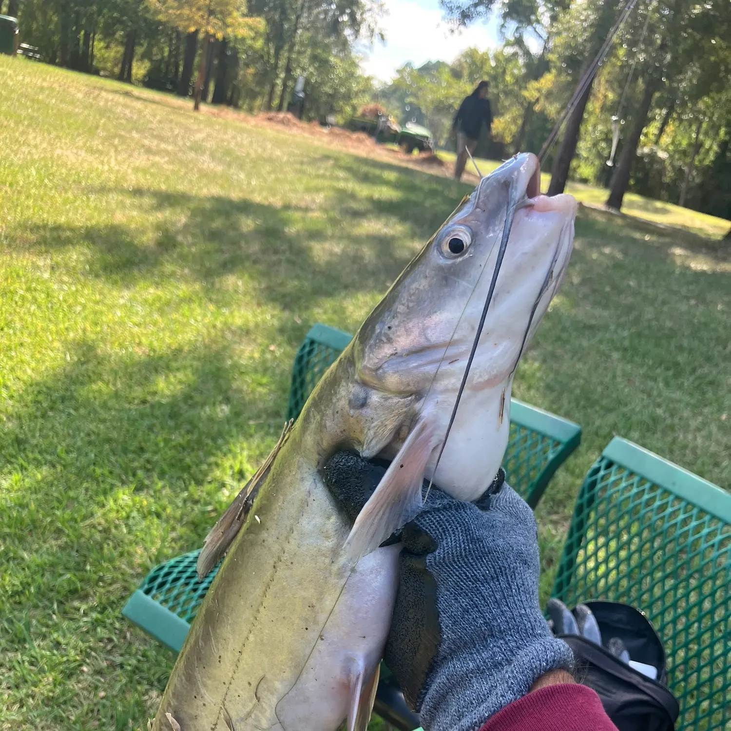 Channel catfish caught on Fishbrain