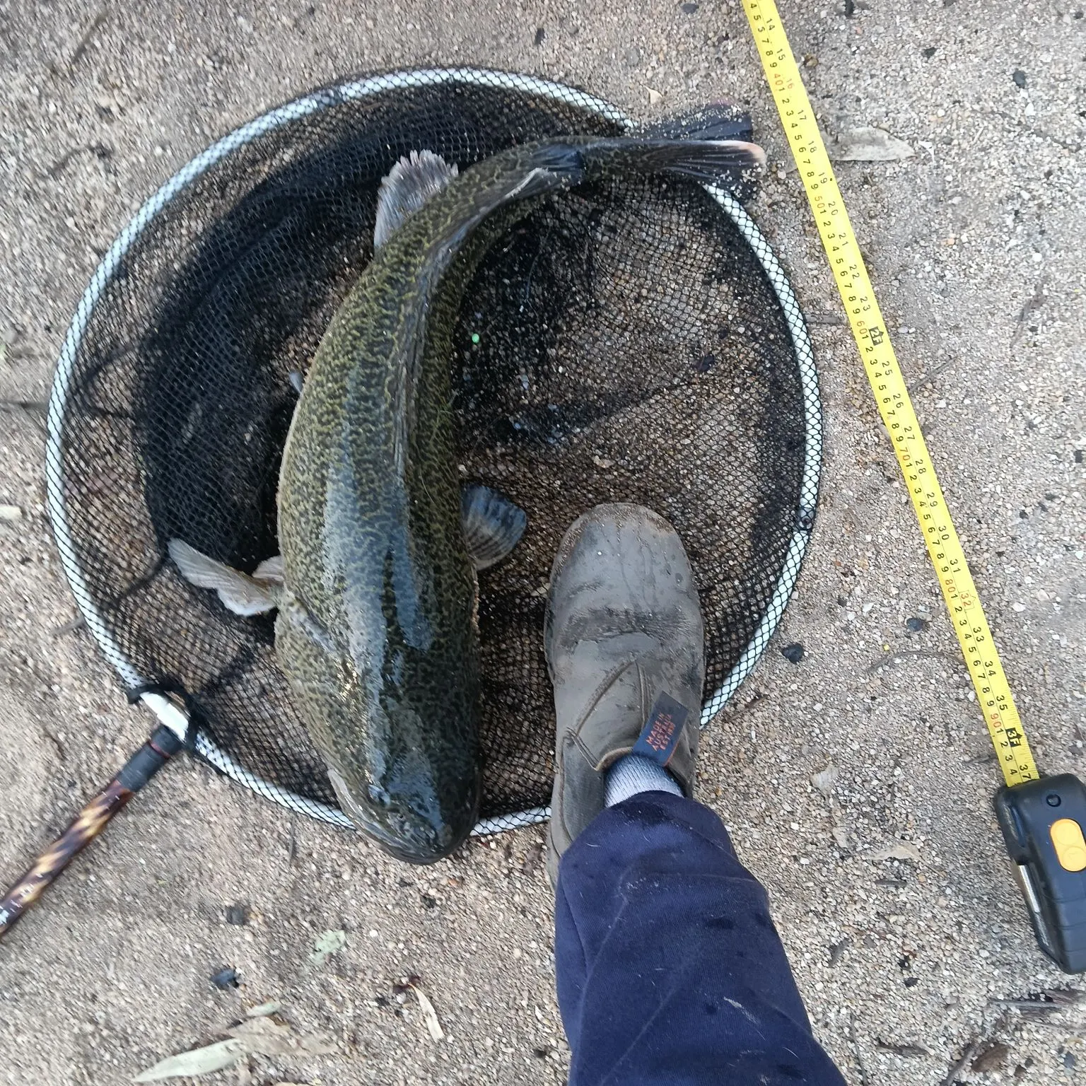 Murray cod caught on Fishbrain
