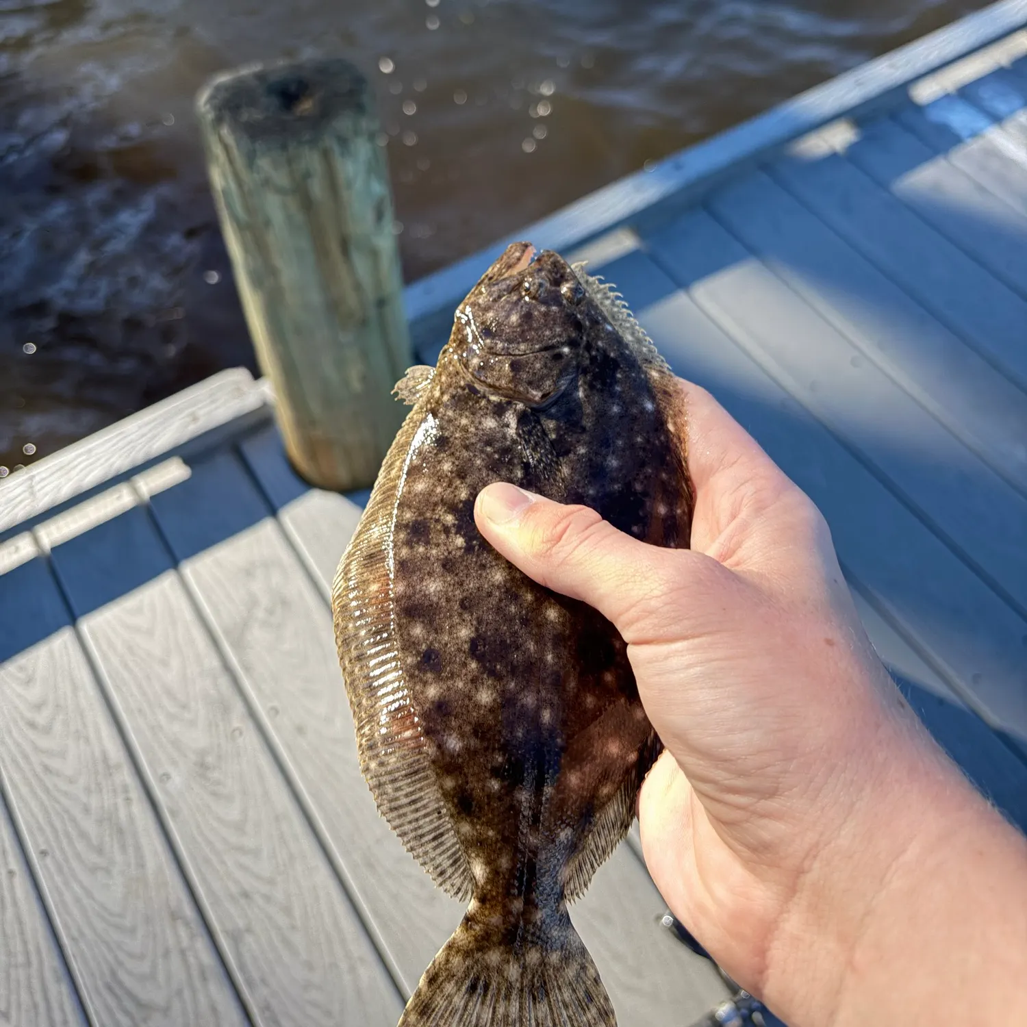 Summer flounder caught on Fishbrain