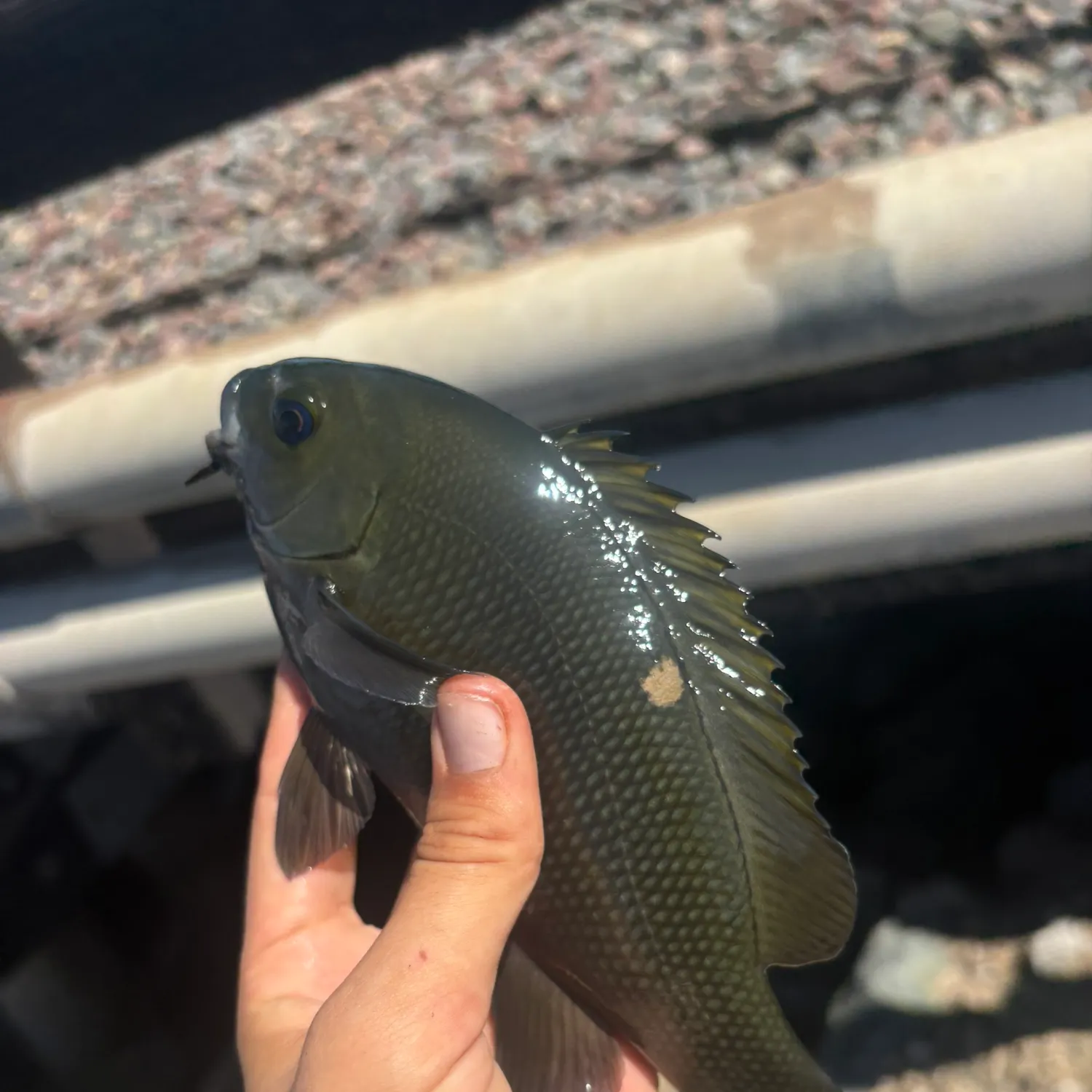 The most recent Opaleye catches on Fishbrain