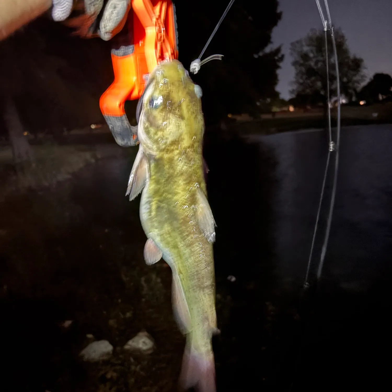 Channel catfish caught on Fishbrain