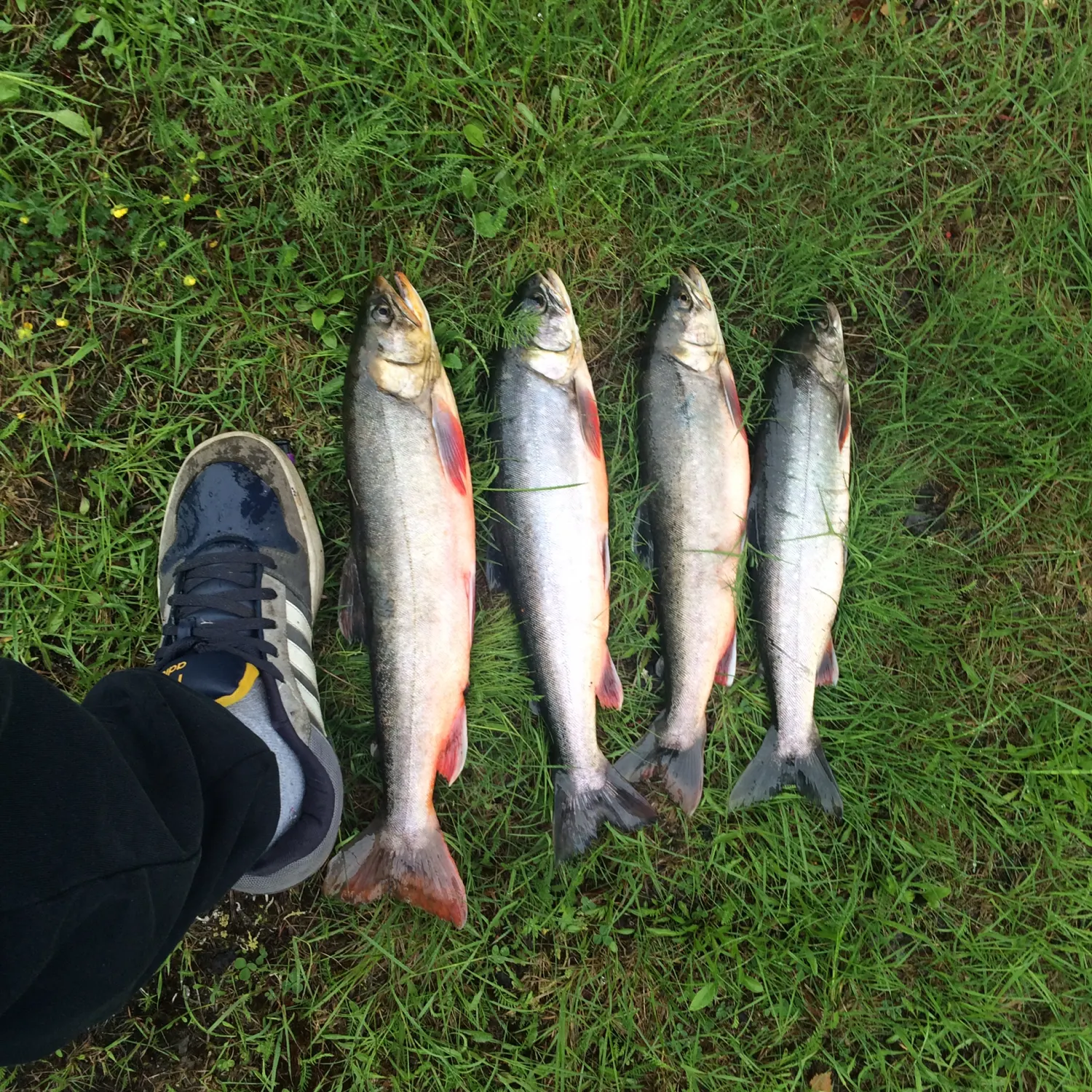 recently logged catches