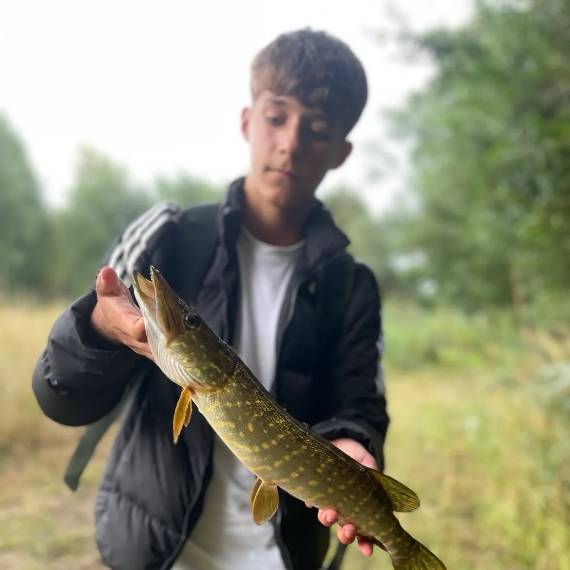 Northern pike caught on Fishbrain