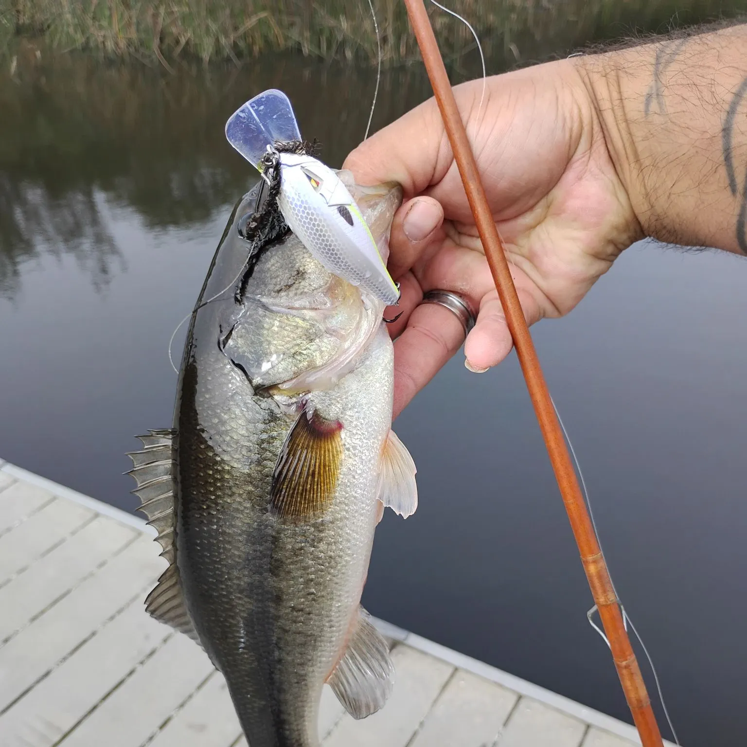 Fish caught on Fishbrain