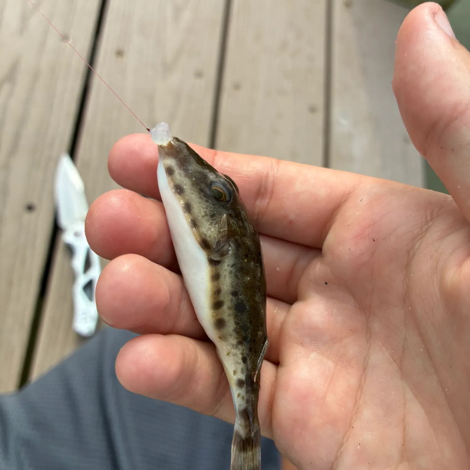 The most recent Bandtail puffer catches on Fishbrain