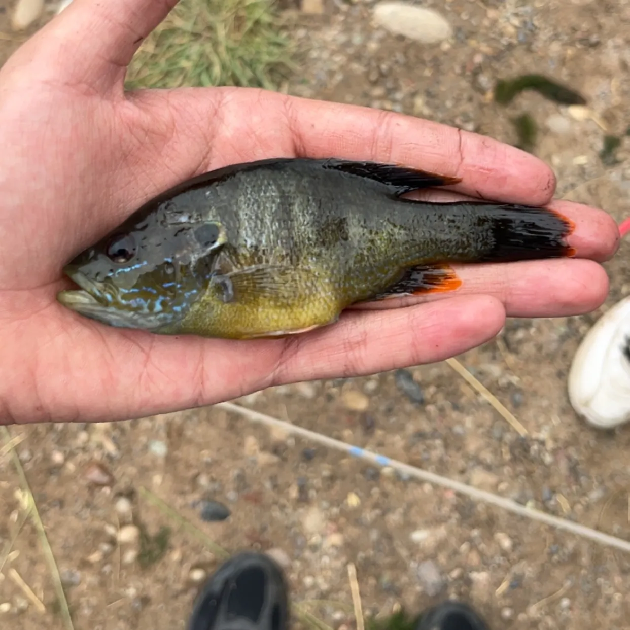 Greengill hybrid caught on Fishbrain