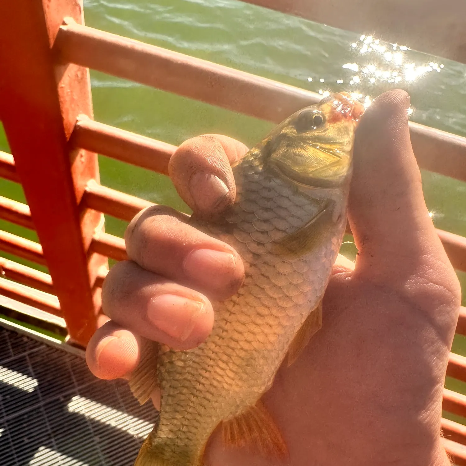 Common carp caught on Fishbrain