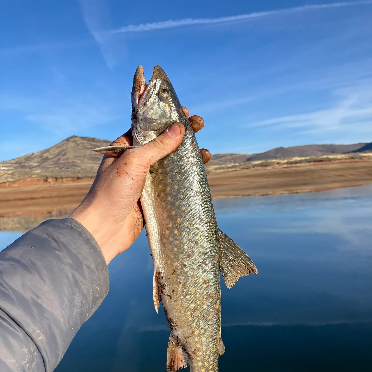 The most recent Splake catches on Fishbrain