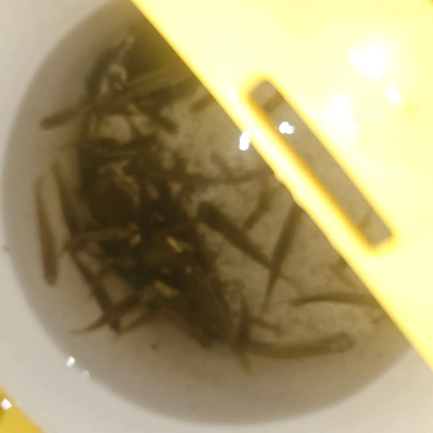 The most recent Blackspotted topminnow catches on Fishbrain