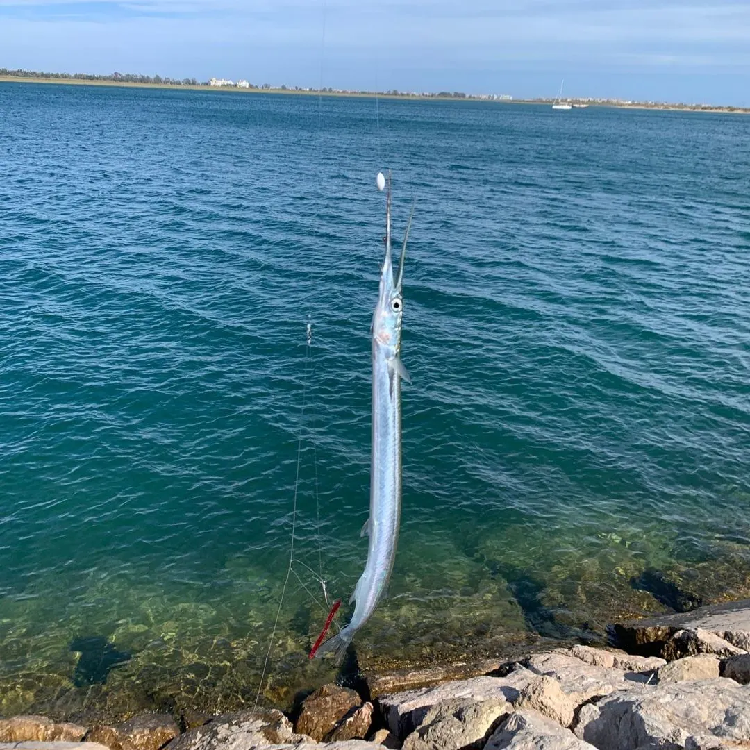 The most recent Flat needlefish catches on Fishbrain