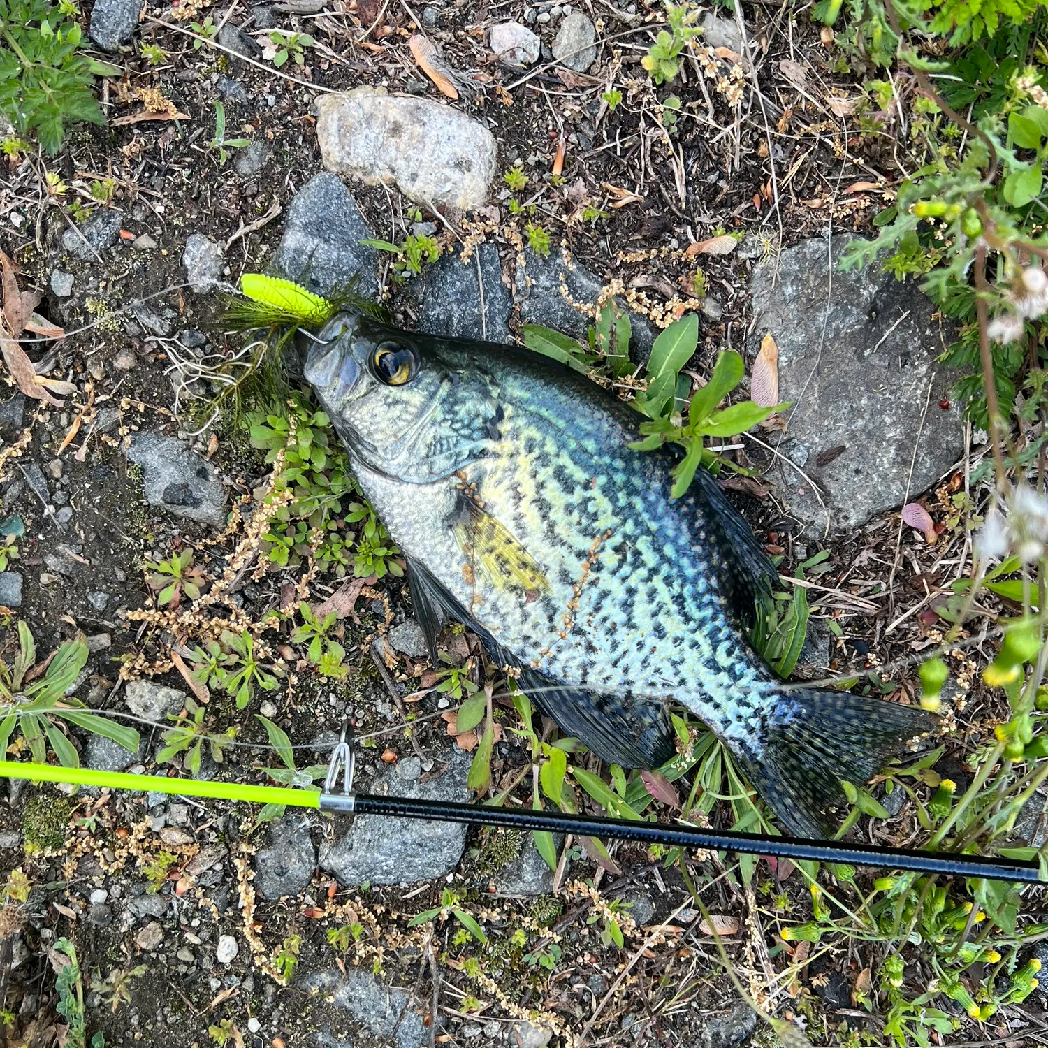 The most recent Black crappie catches on Fishbrain