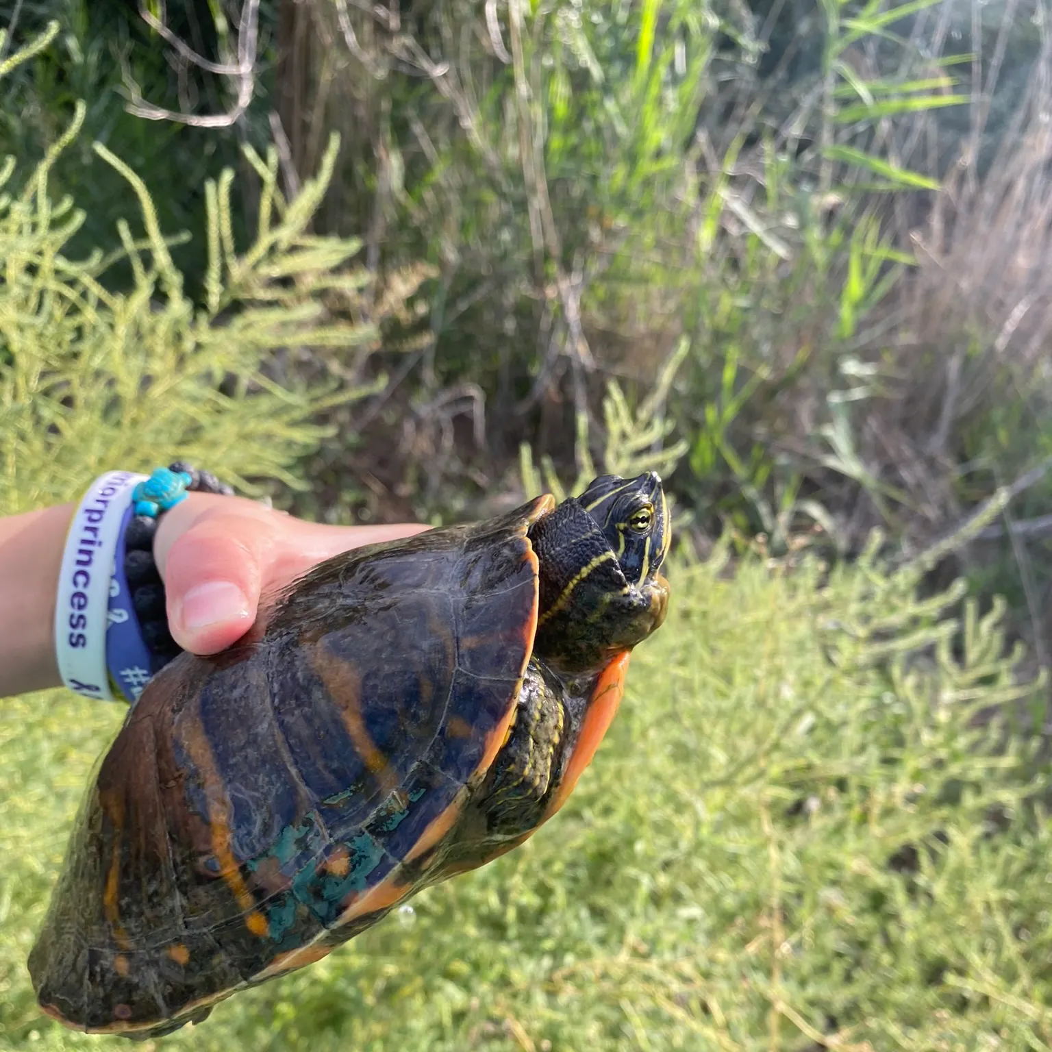 The most recent Texas cooter turtle catches on Fishbrain