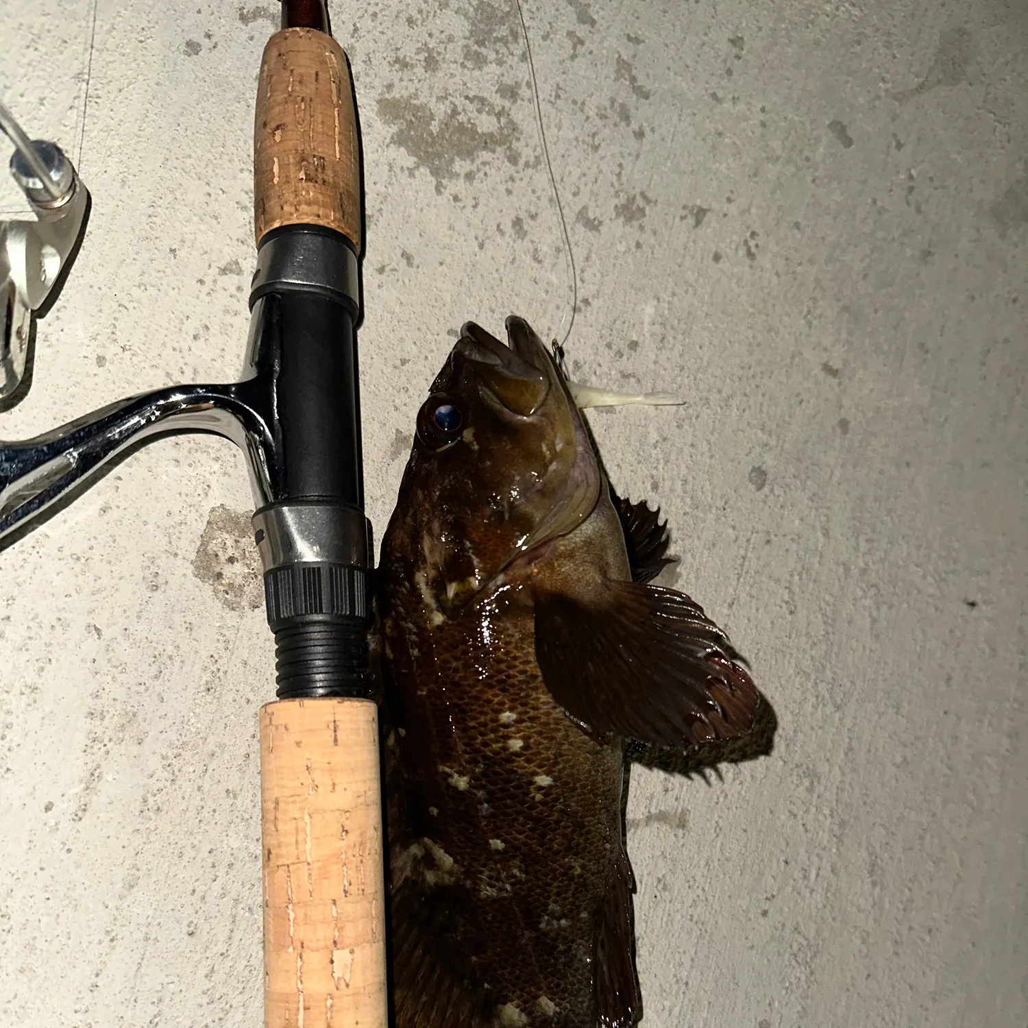 The most recent Grass rockfish catches on Fishbrain