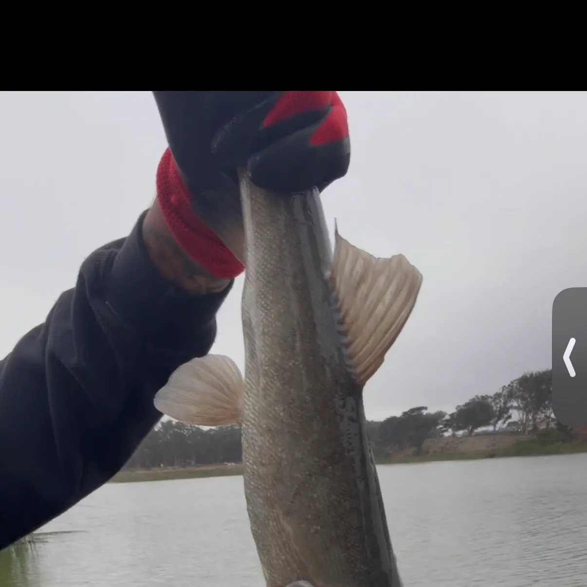 Sacramento blackfish caught on Fishbrain