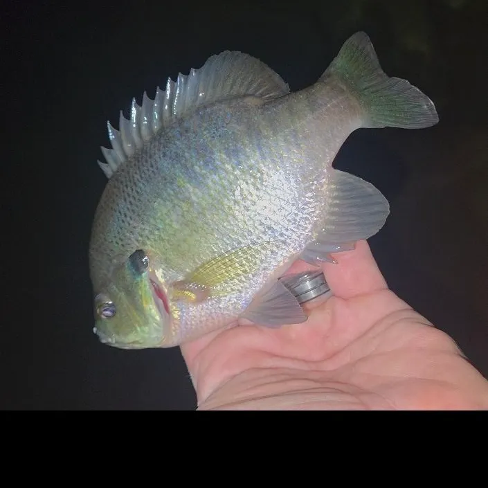 Bluegill caught on Fishbrain