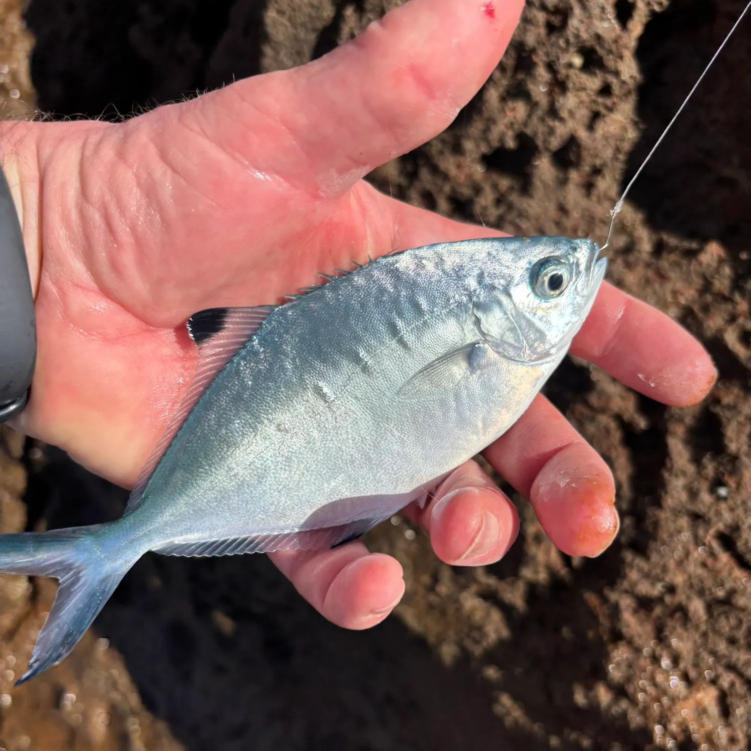 The most recent Permit catches on Fishbrain