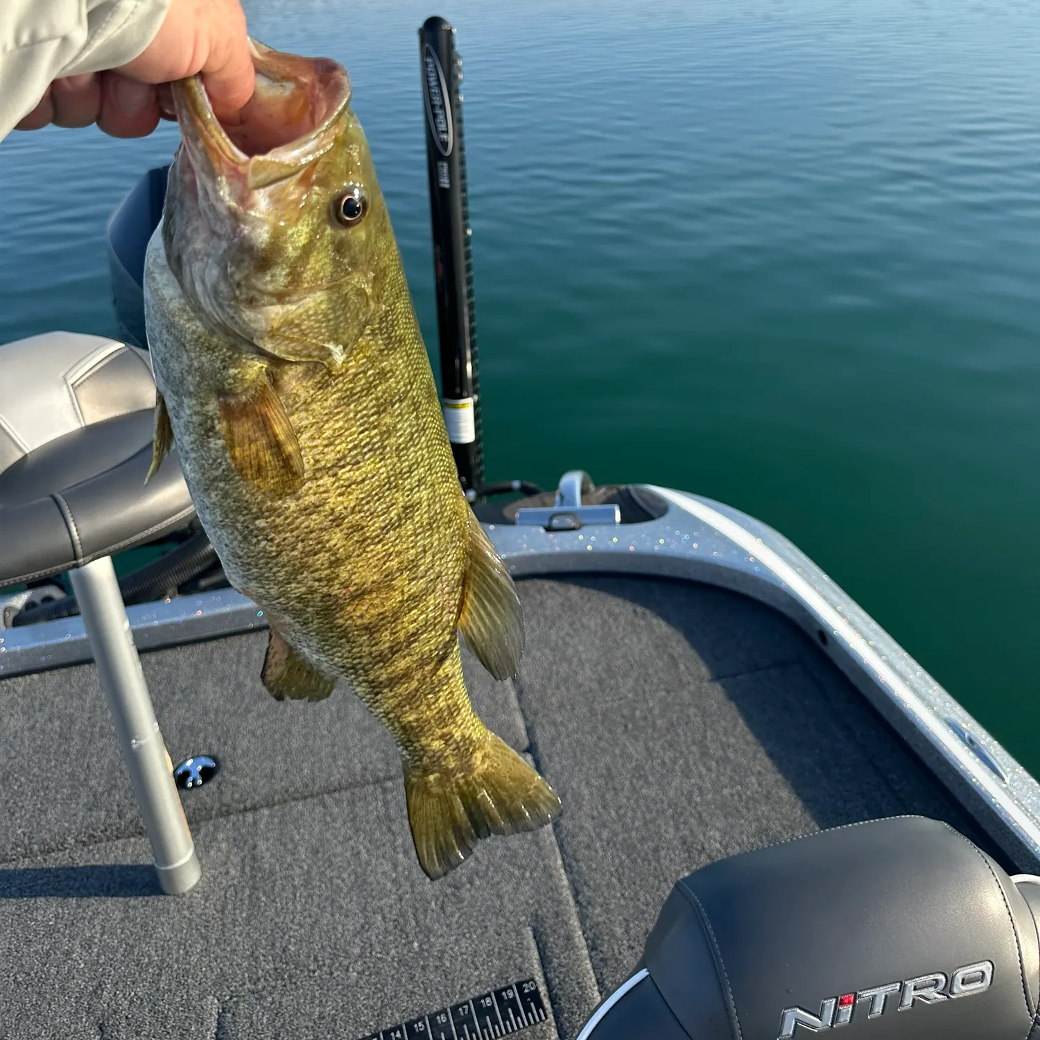 Smallmouth bass caught on Fishbrain