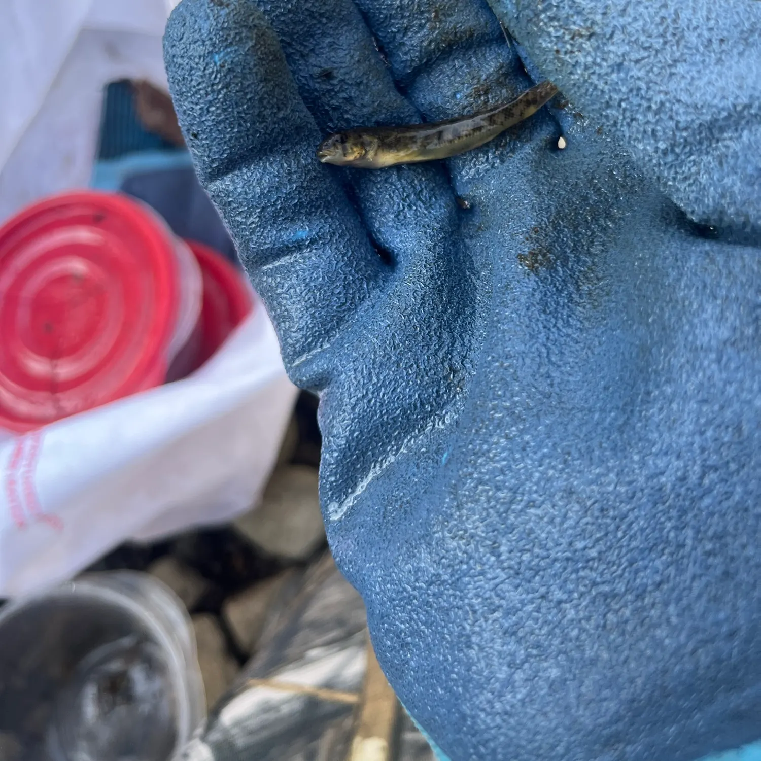 The most recent Northern tessellated darter catches on Fishbrain