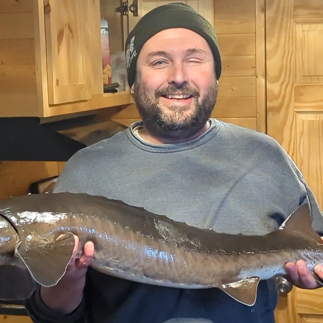 The most recent Lake sturgeon catches on Fishbrain